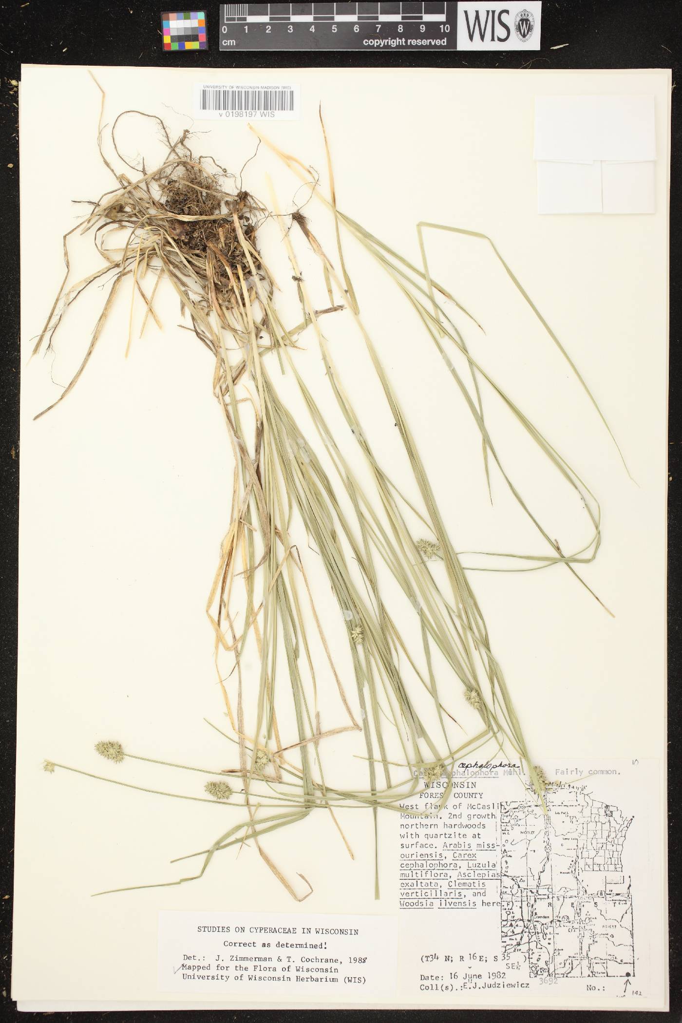 Carex cephalophora image