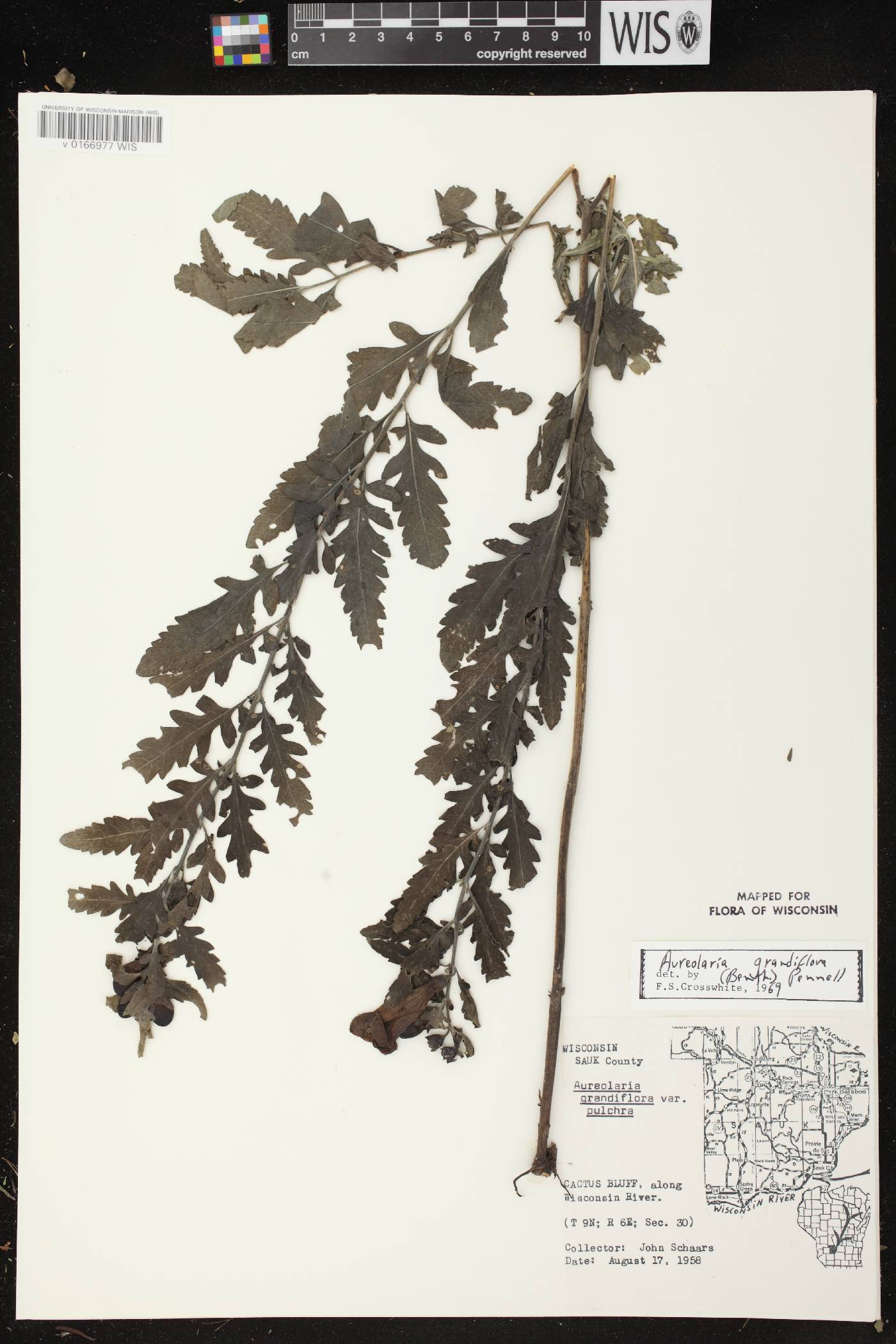 Aureolaria grandiflora var. pulchra image