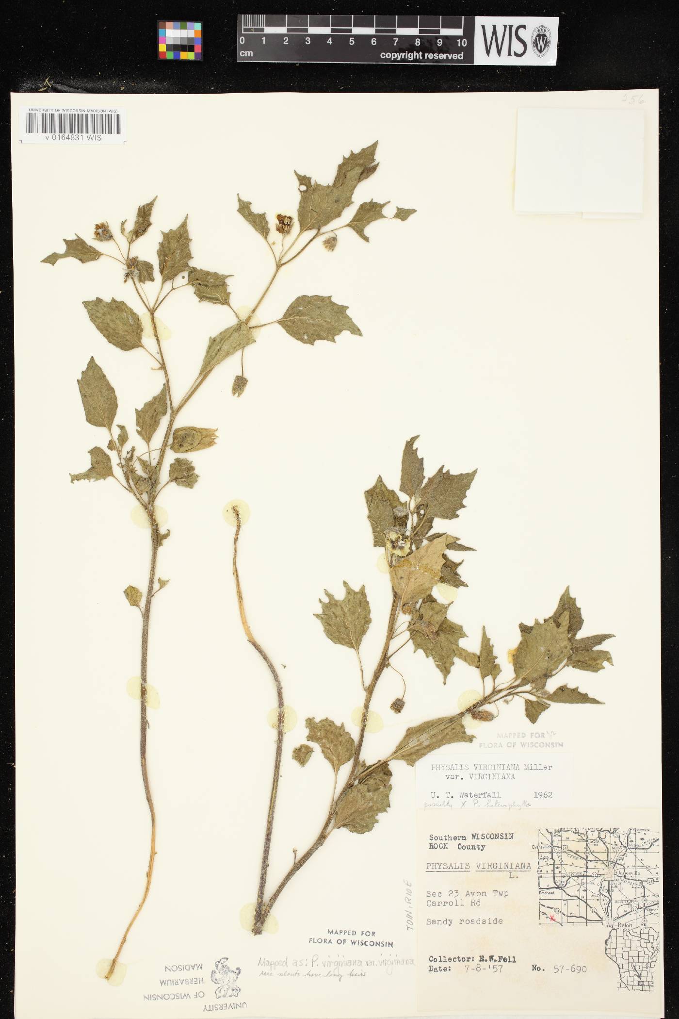 Physalis virginiana var. virginiana image