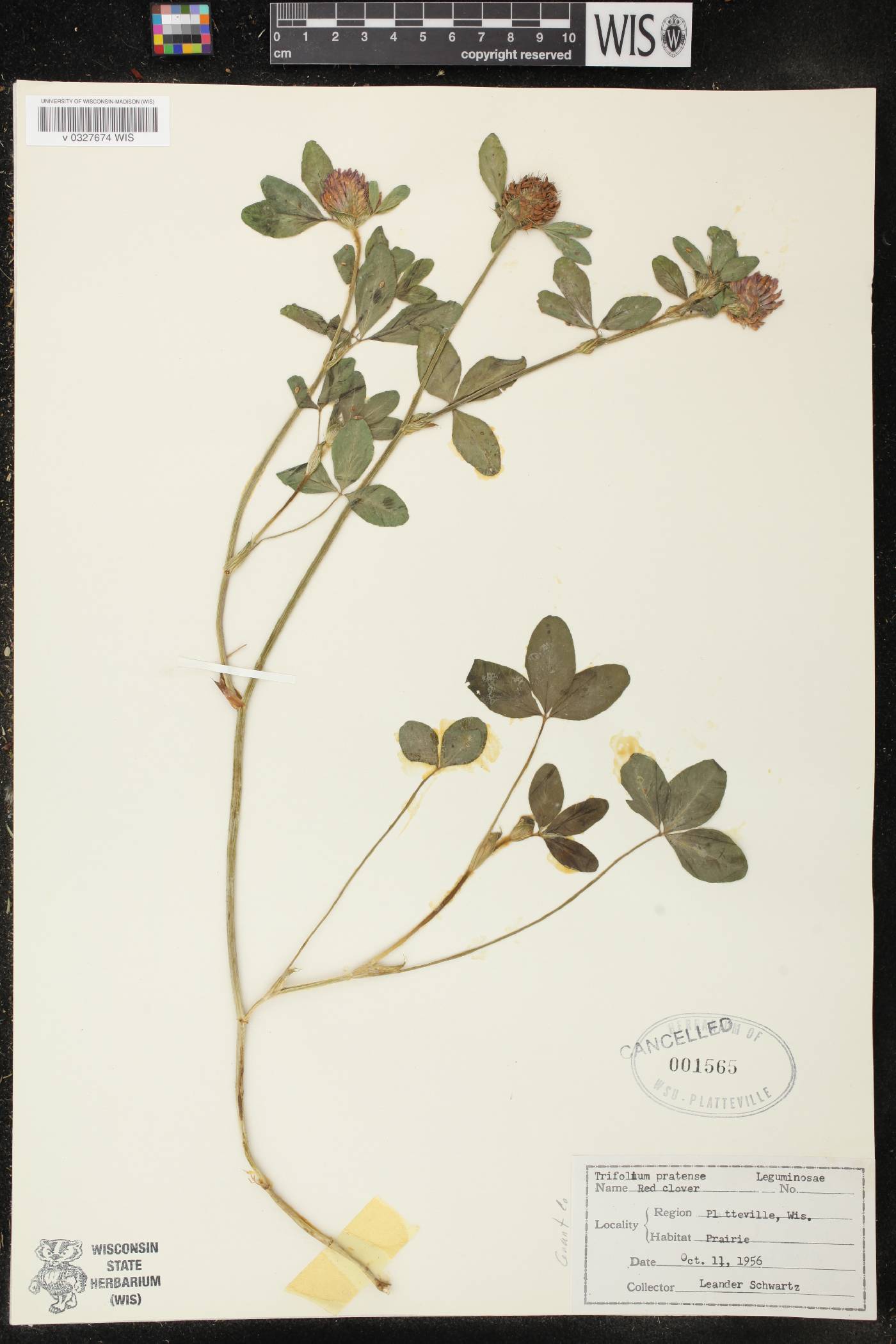 Trifolium pratense image