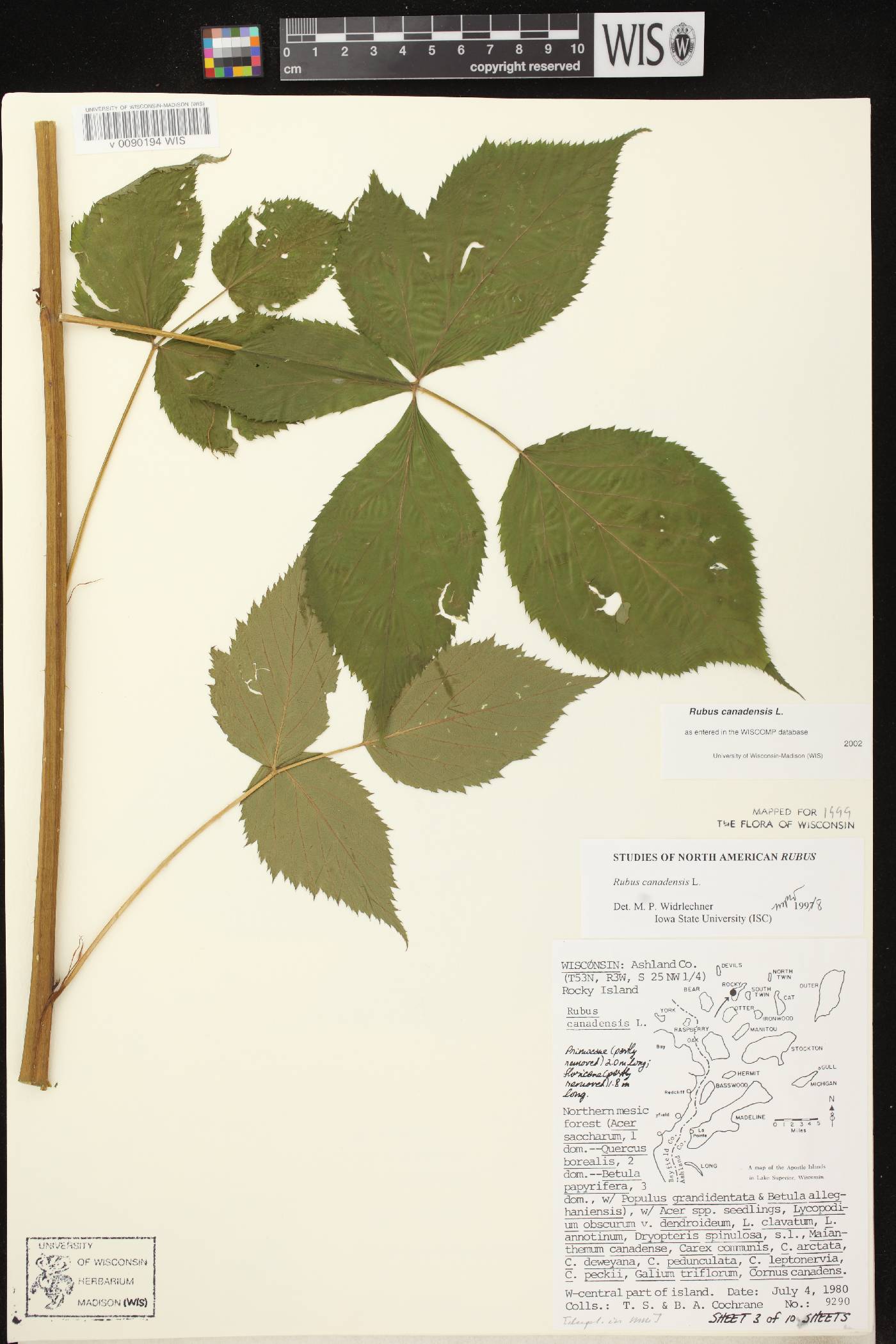 Rubus canadensis image