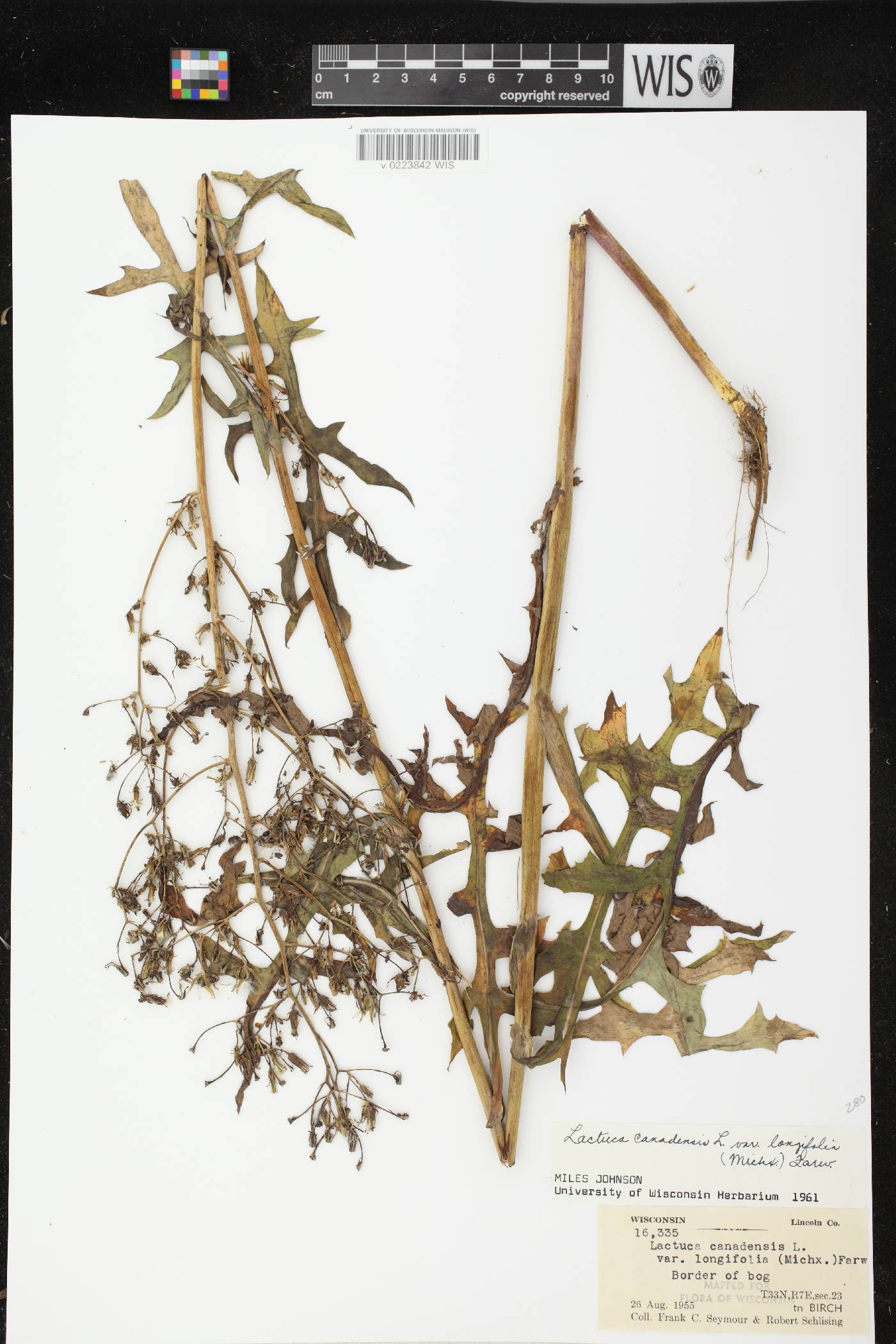 Lactuca canadensis image