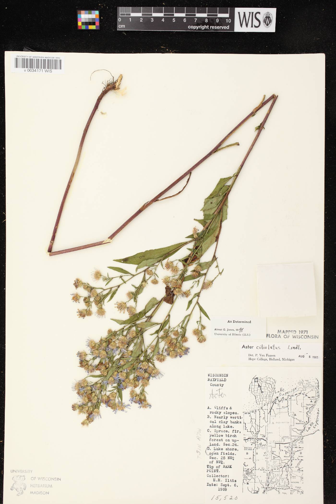 Symphyotrichum ciliolatum image