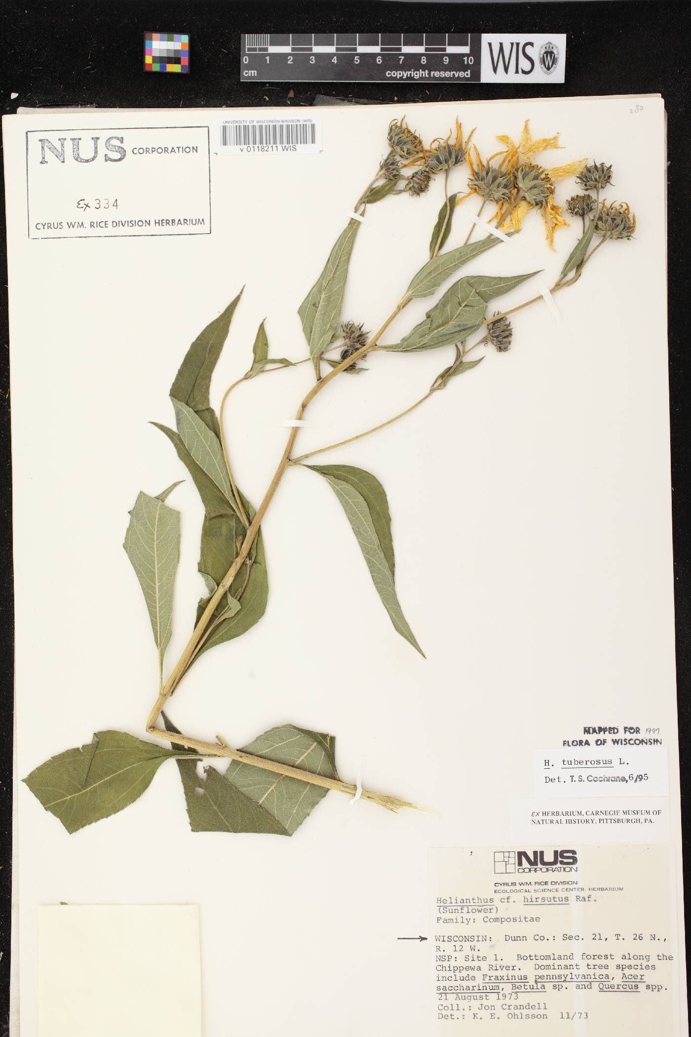 Helianthus tuberosus image