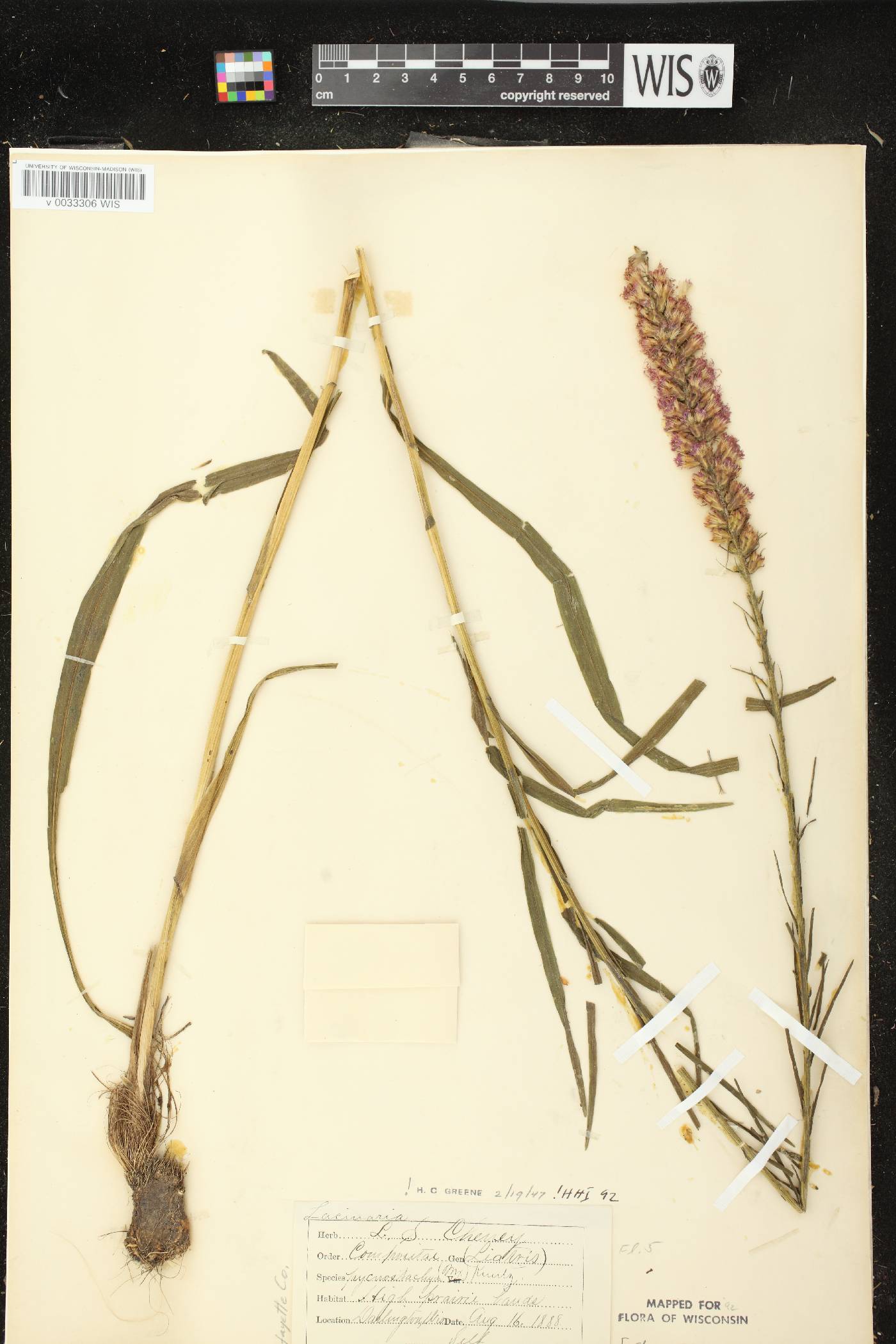 Liatris pycnostachya image