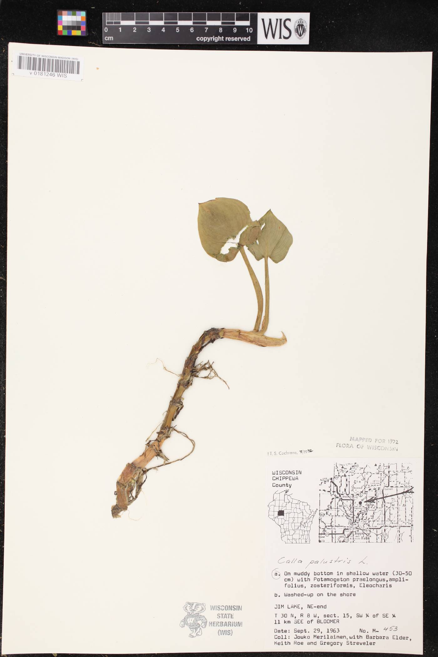 Calla palustris image