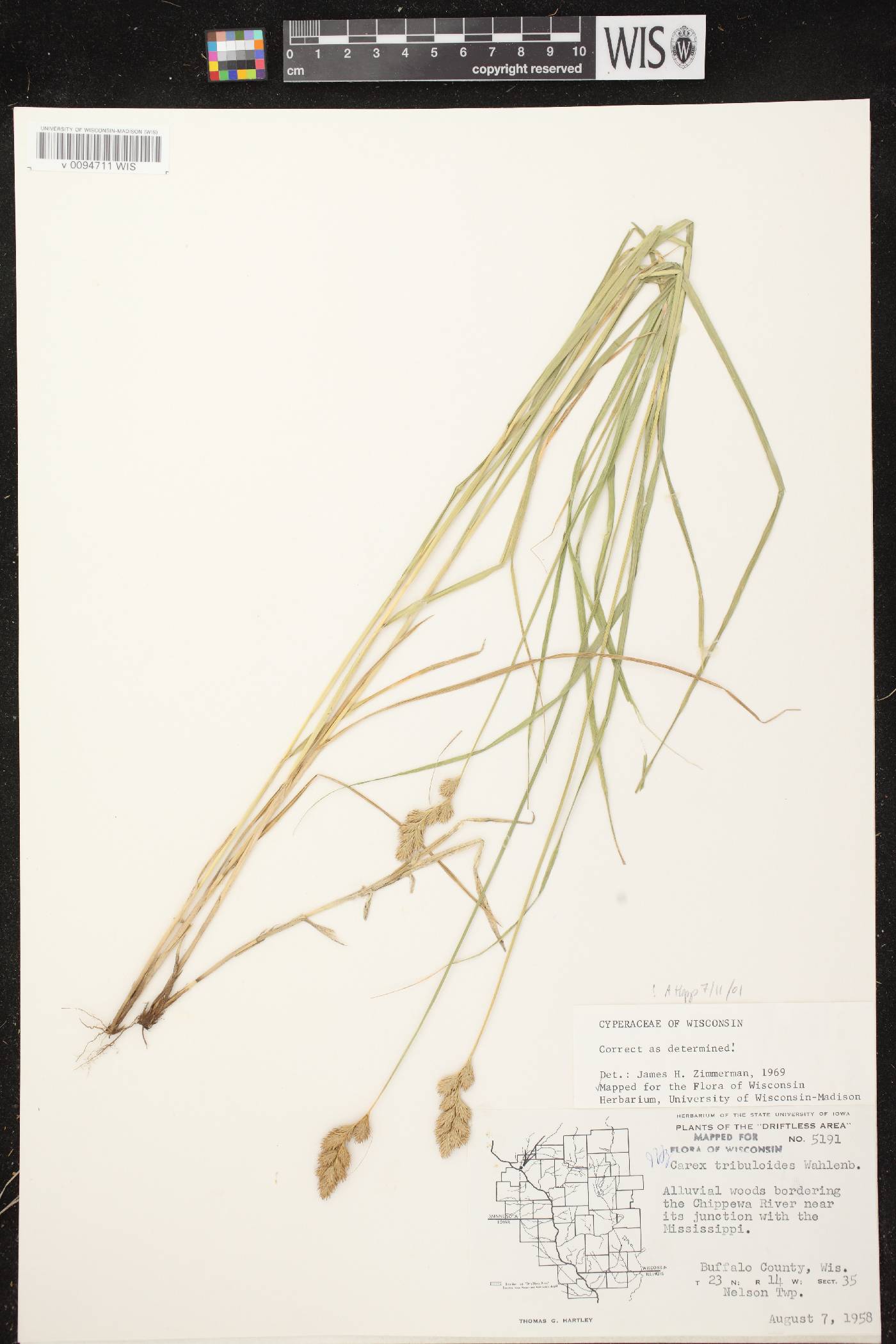 Carex tribuloides var. tribuloides image