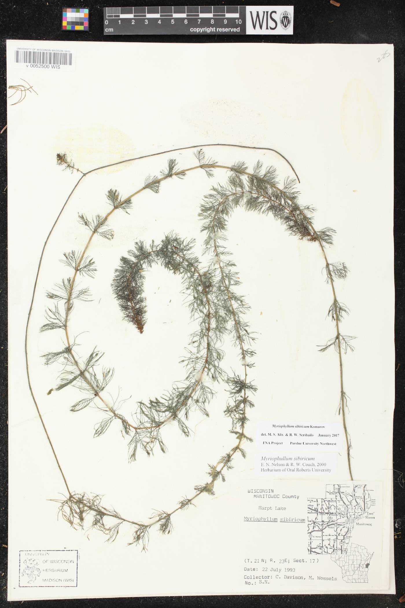 Myriophyllum sibiricum image