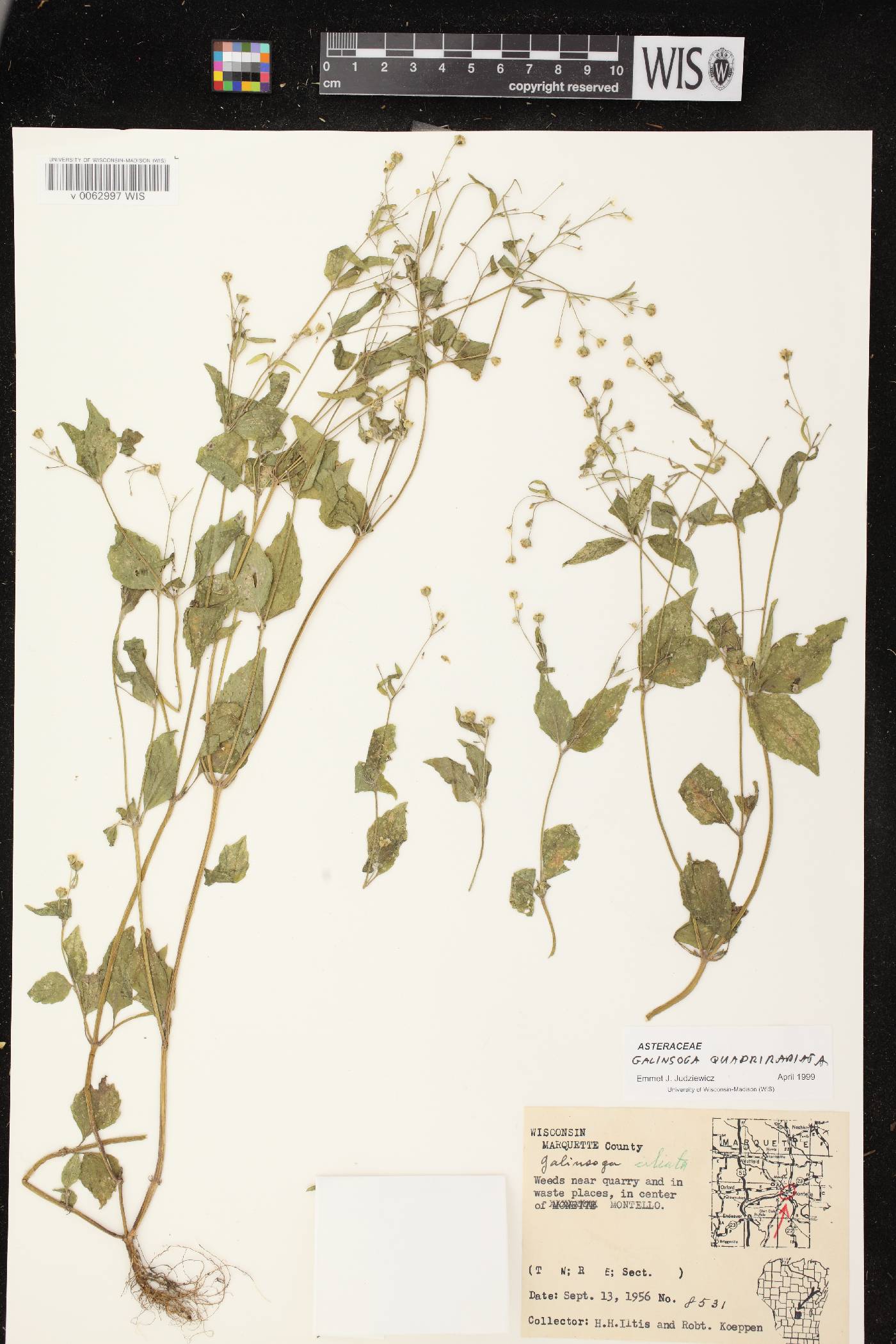 Galinsoga quadriradiata image