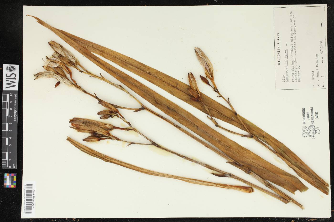Hemerocallis fulva image