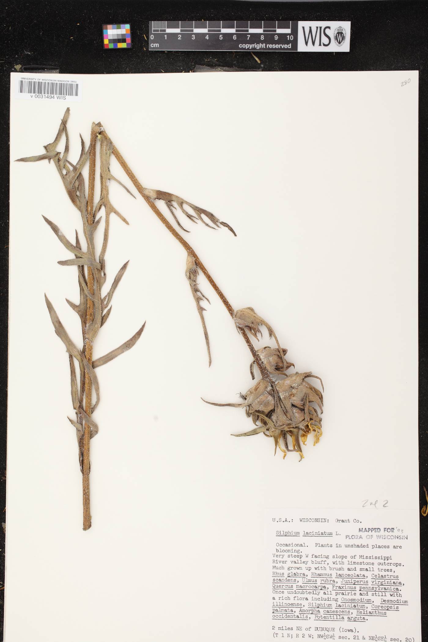 Silphium laciniatum image