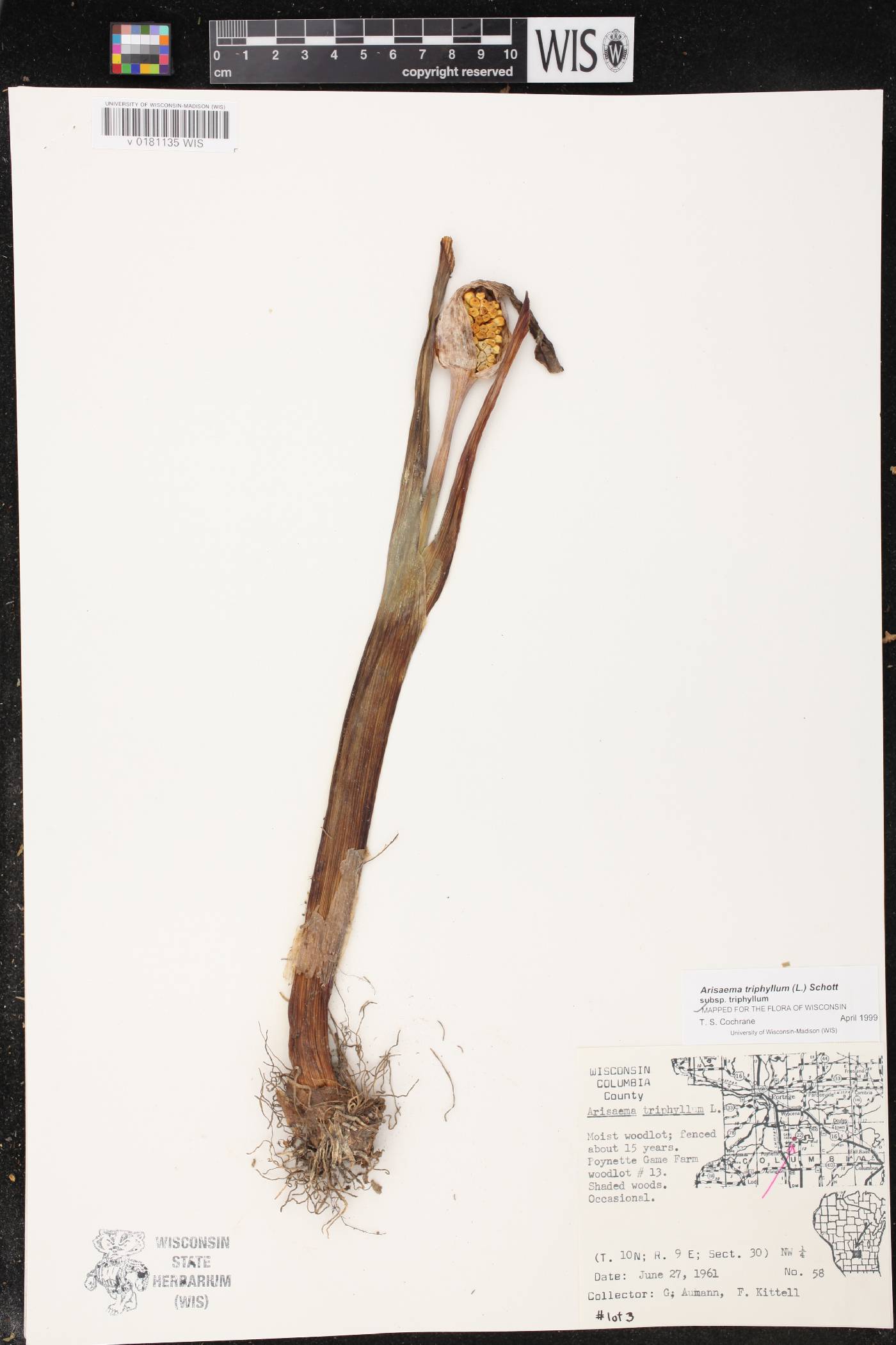 Arisaema triphyllum subsp. triphyllum image