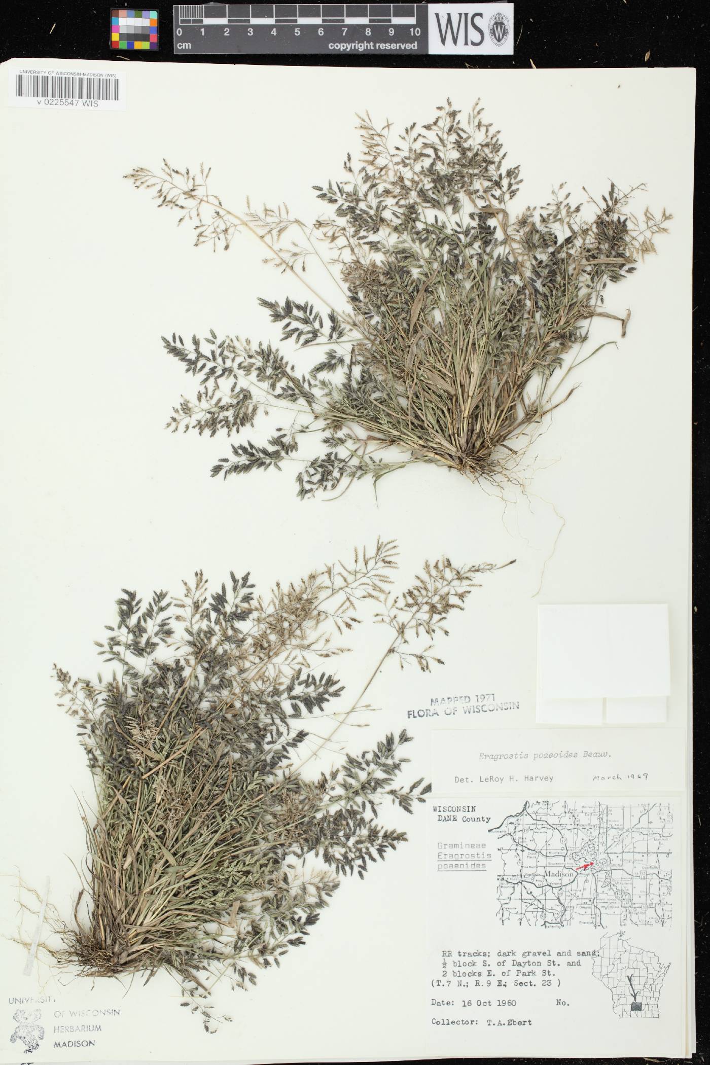 Eragrostis minor image
