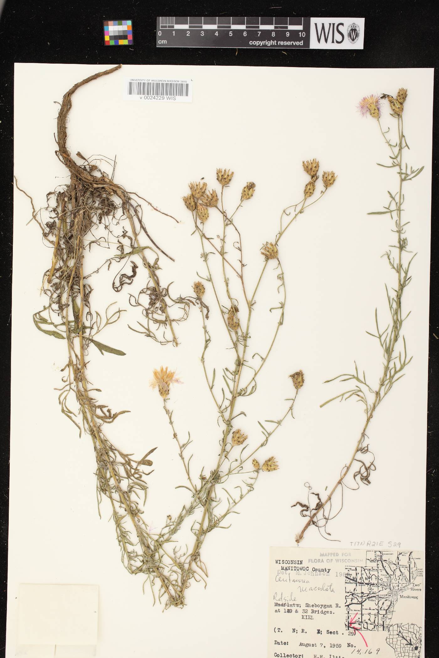 Centaurea stoebe image