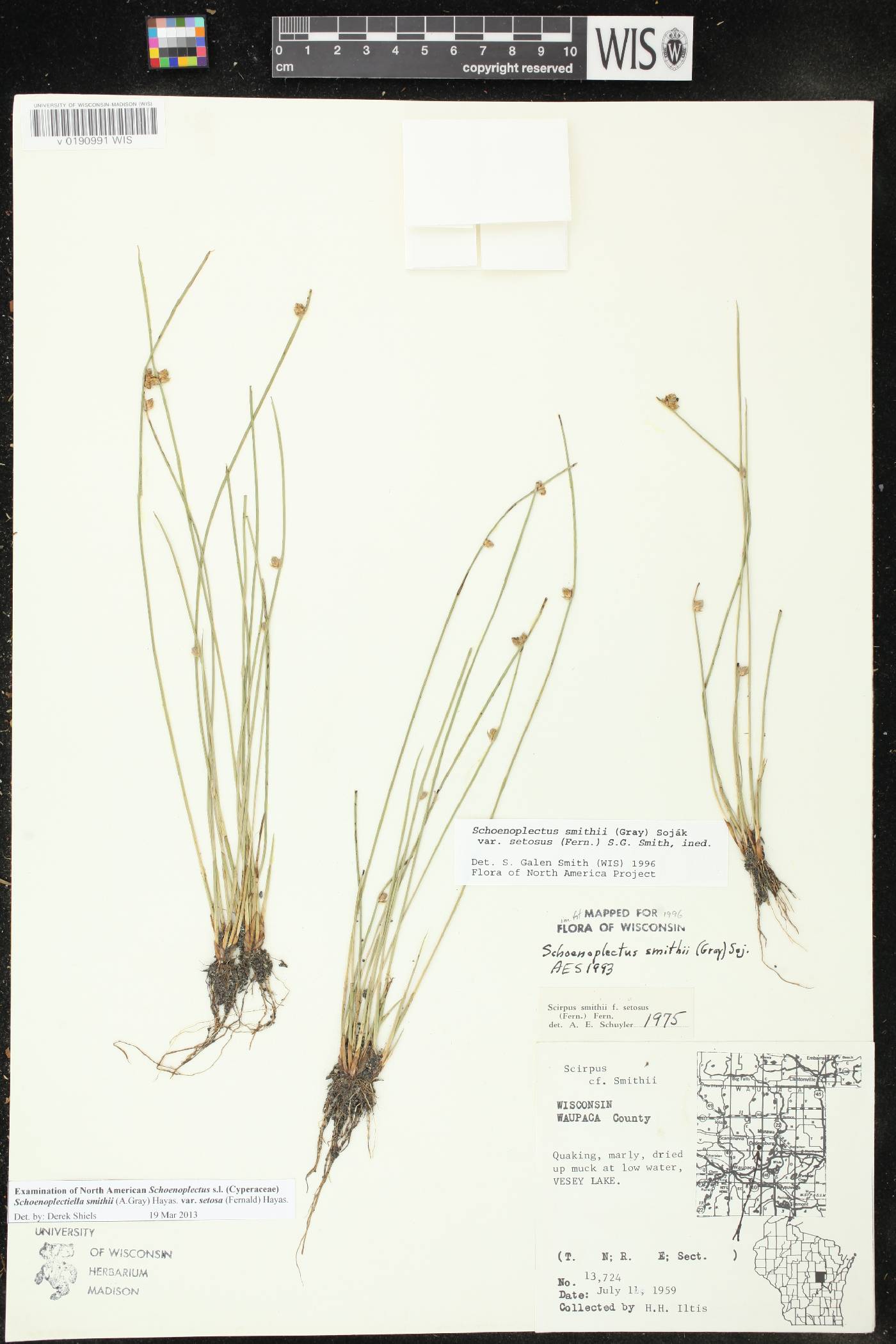 Schoenoplectus smithii image