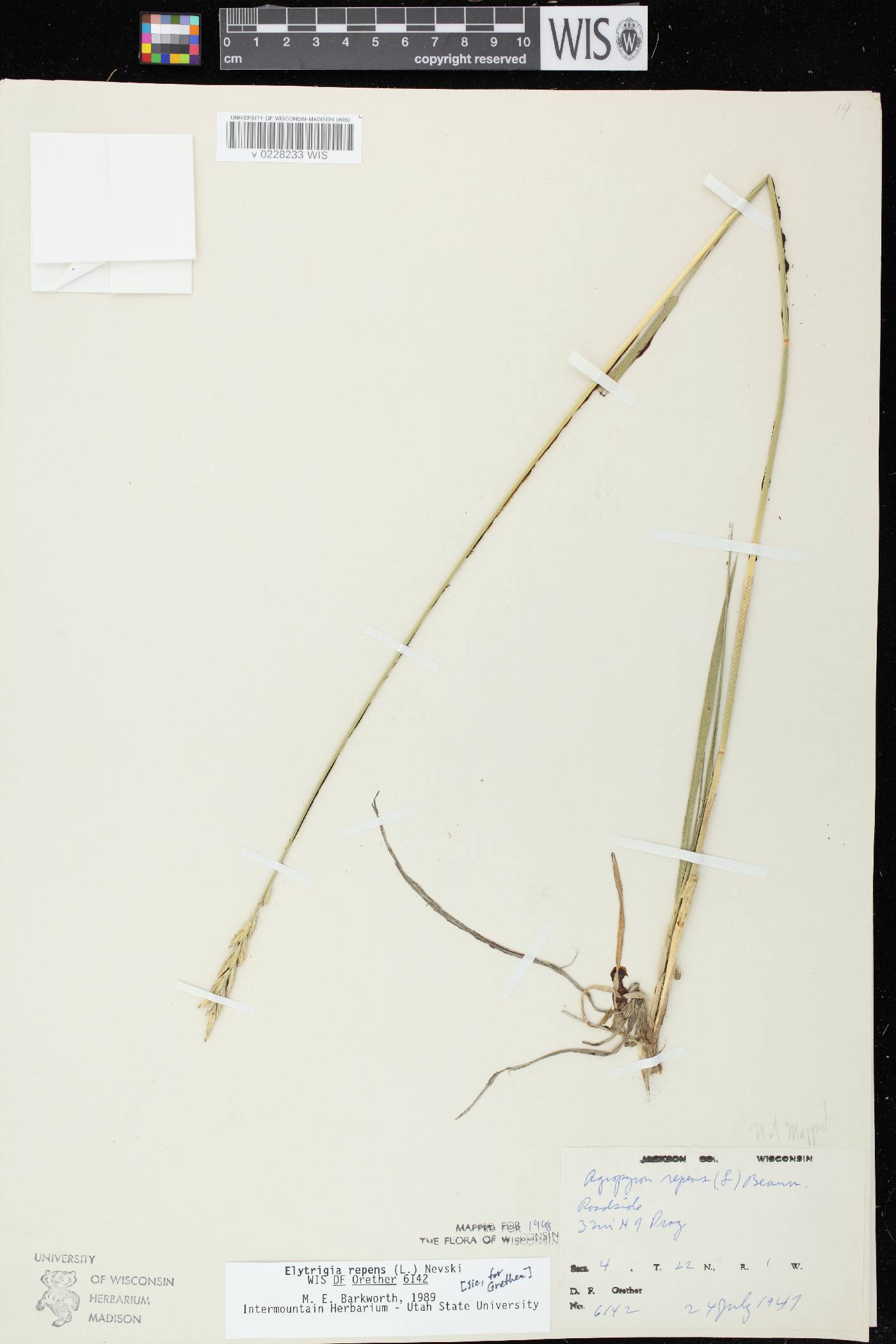 Elymus repens image