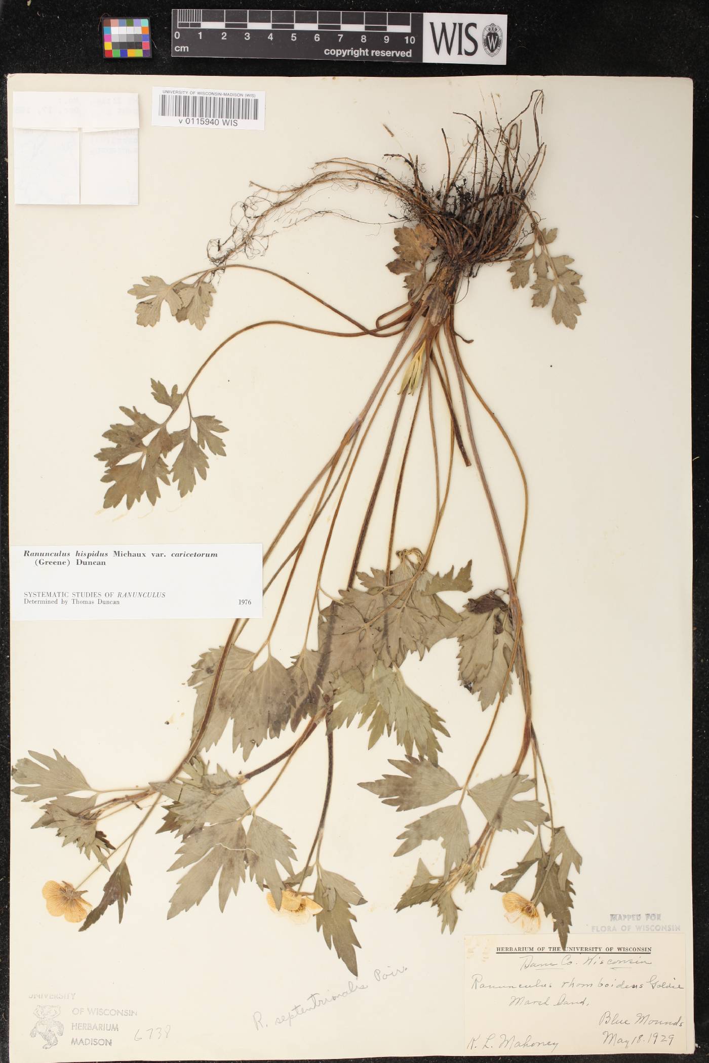 Ranunculus hispidus var. caricetorum image