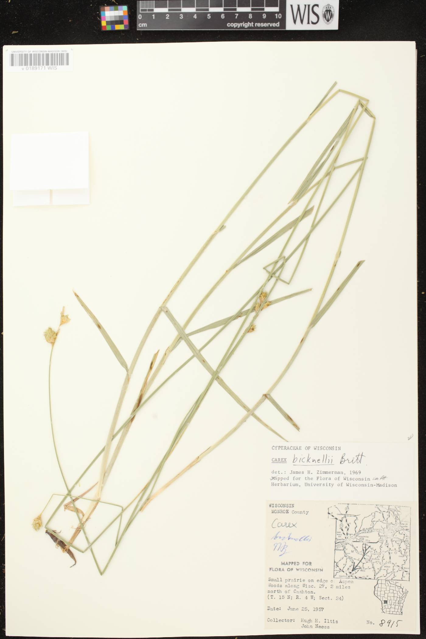Carex bicknellii image