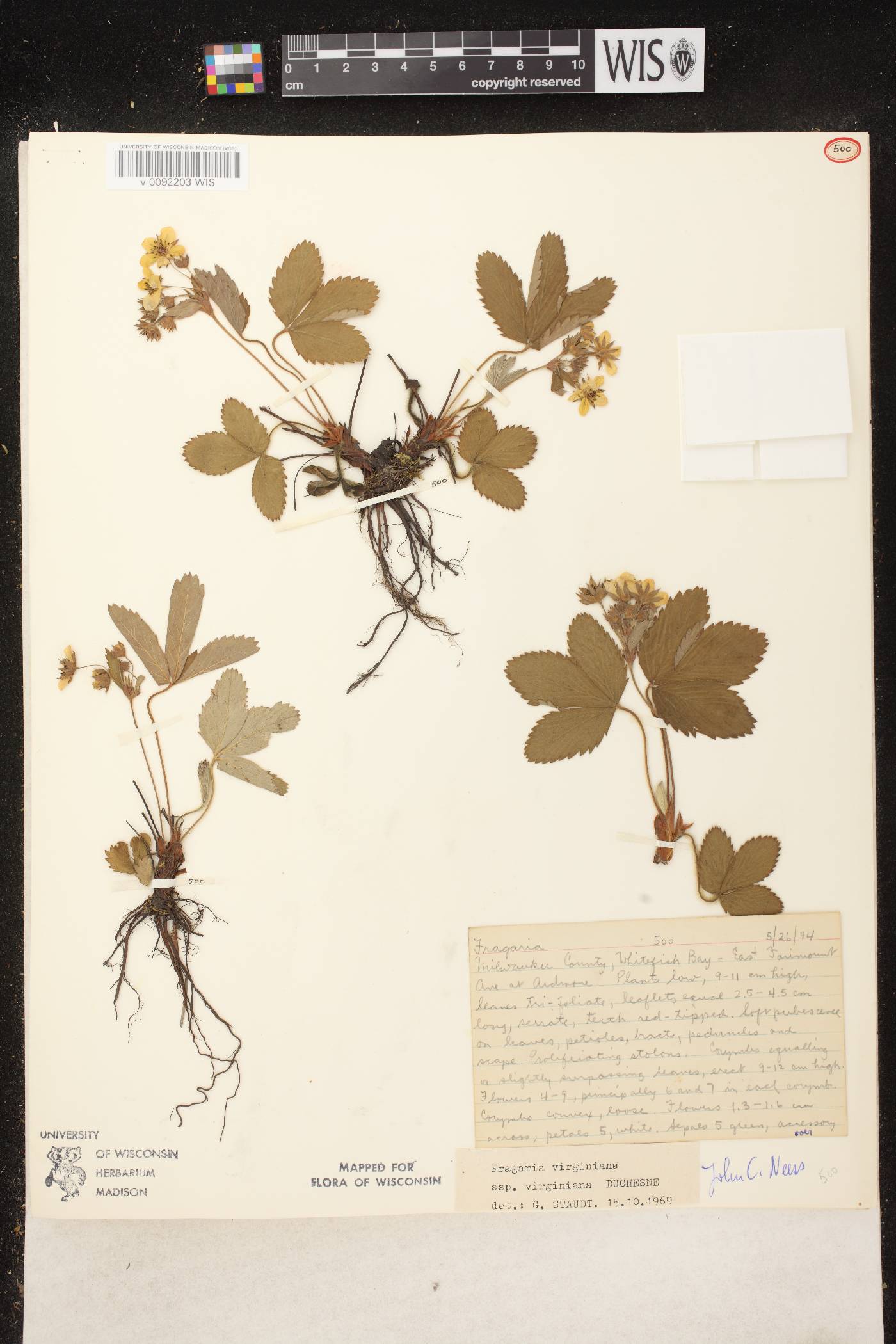 Fragaria virginiana image