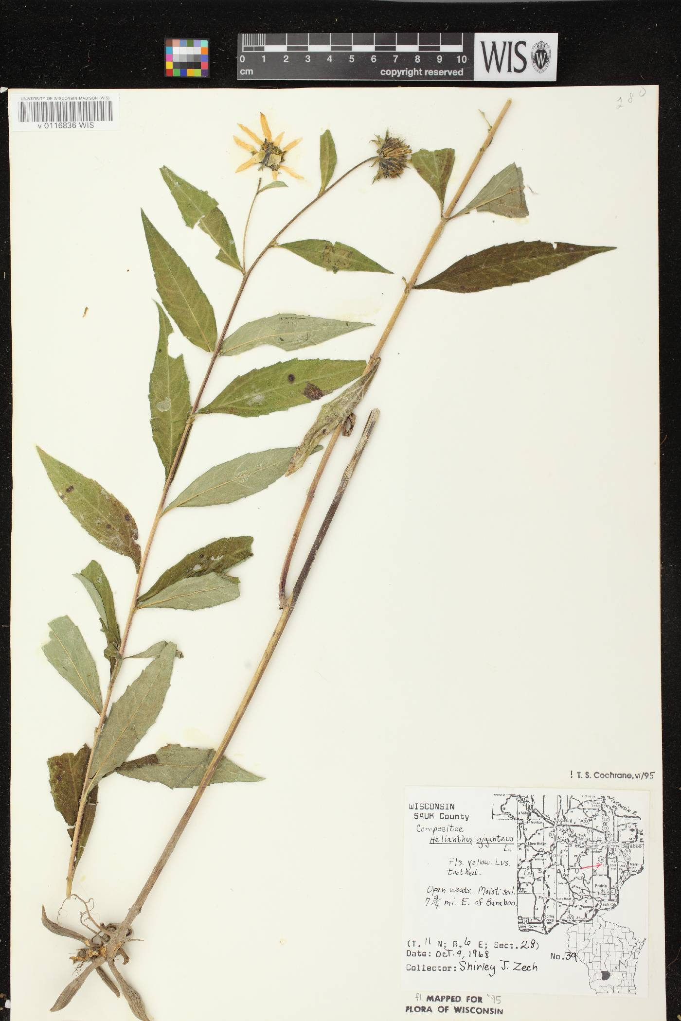 Helianthus giganteus image