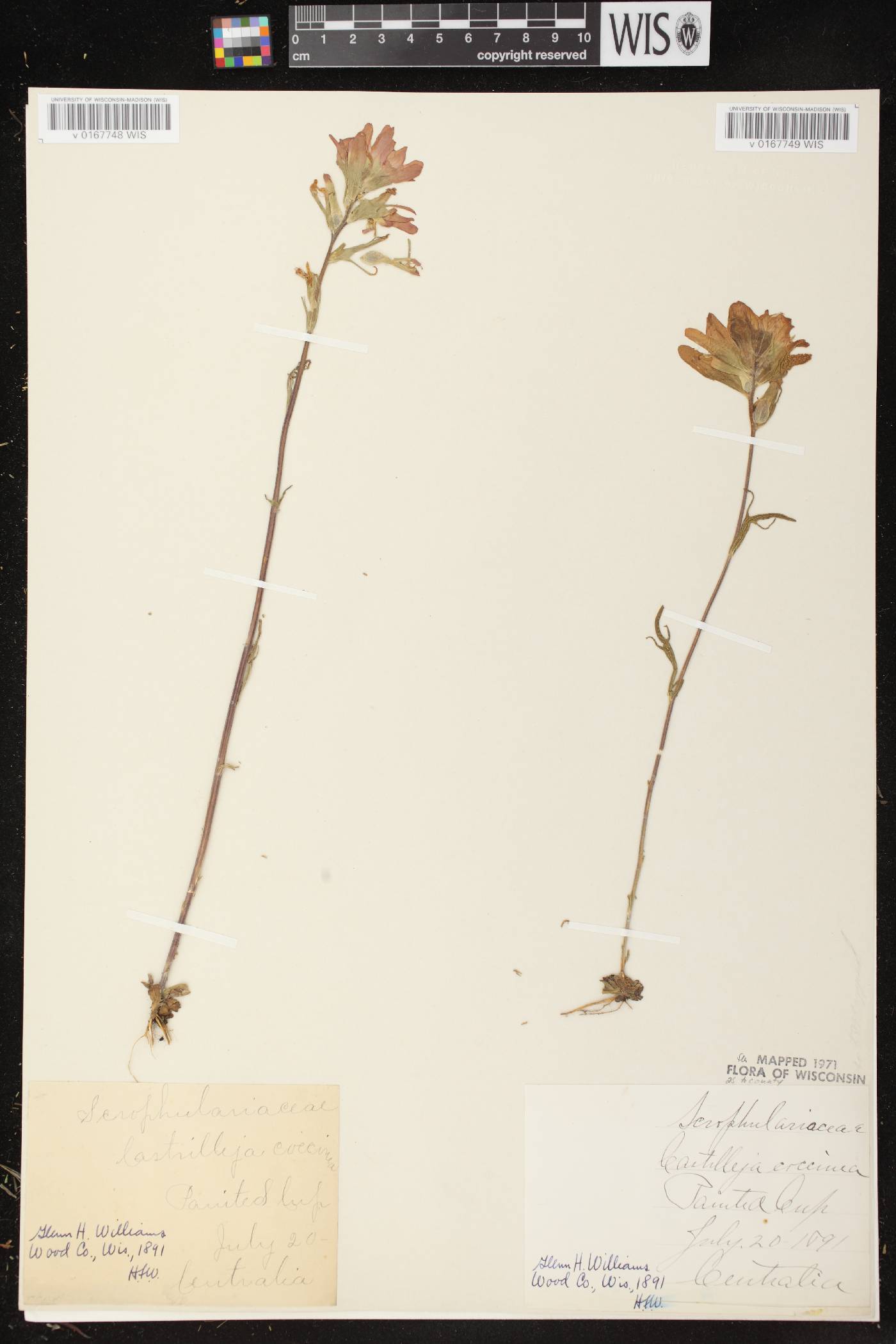 Castilleja coccinea image