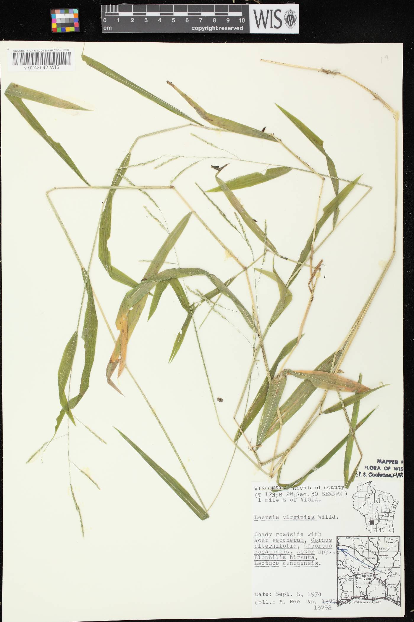 Leersia virginica image