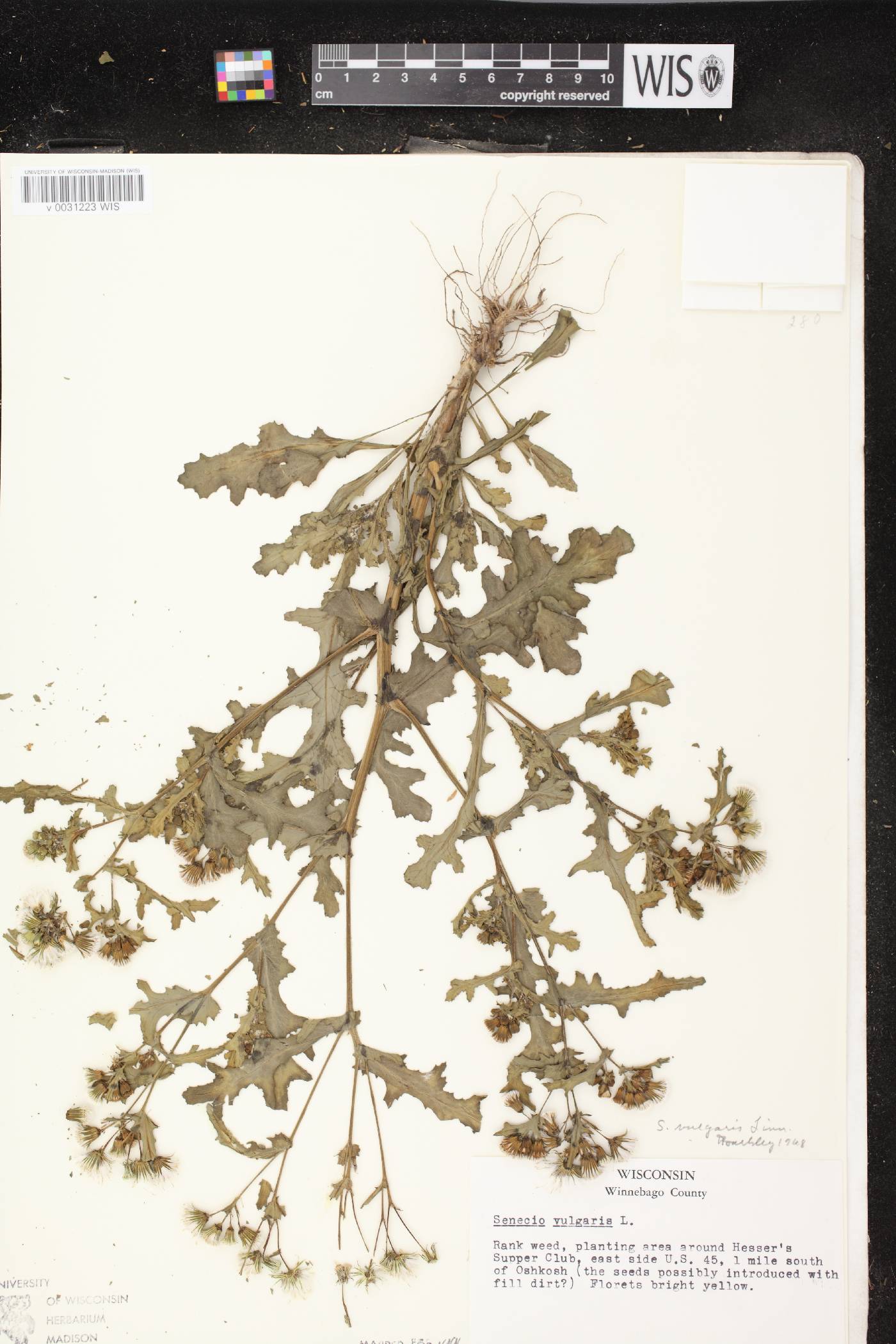 Senecio vulgaris image