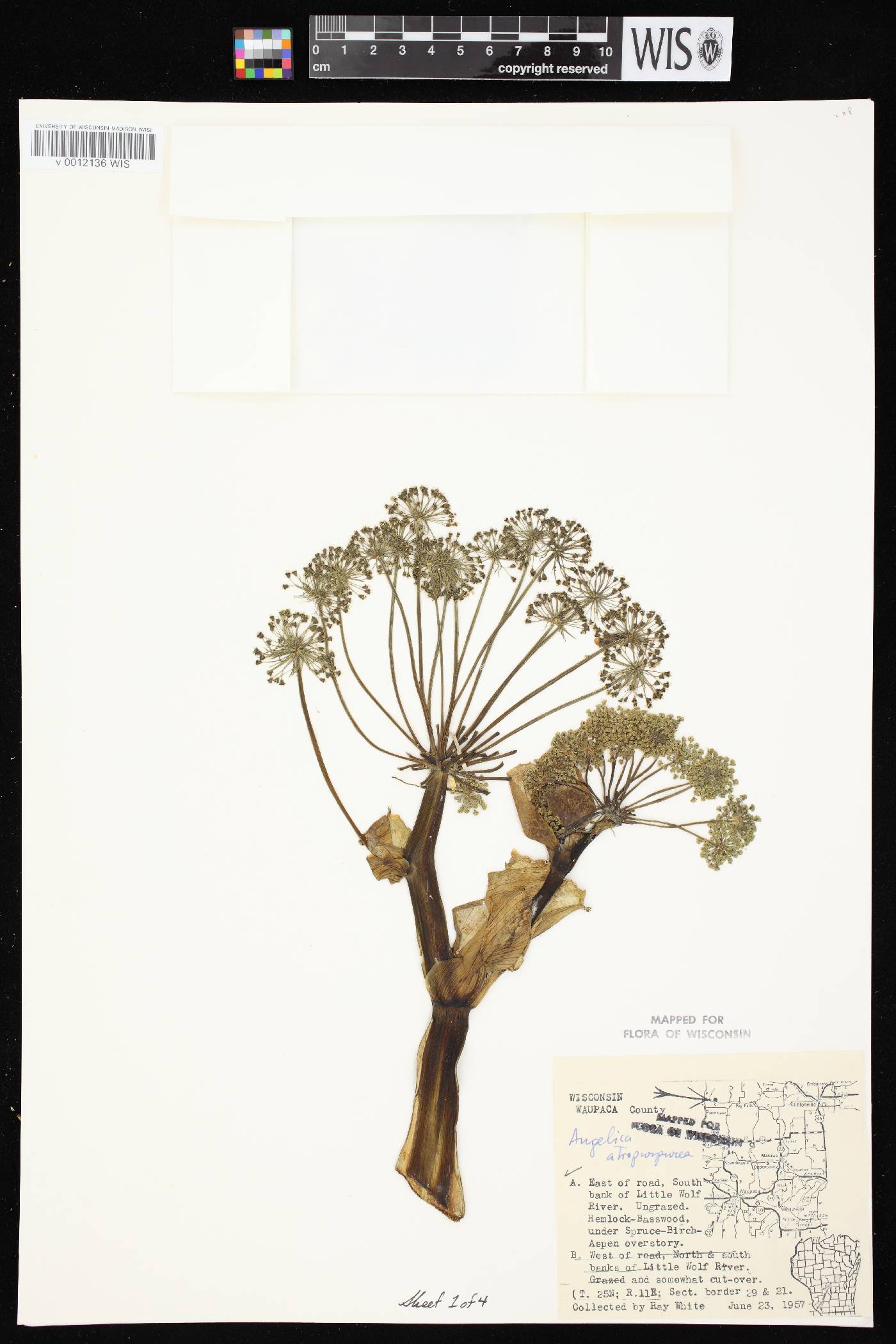 Angelica atropurpurea var. occidentalis image