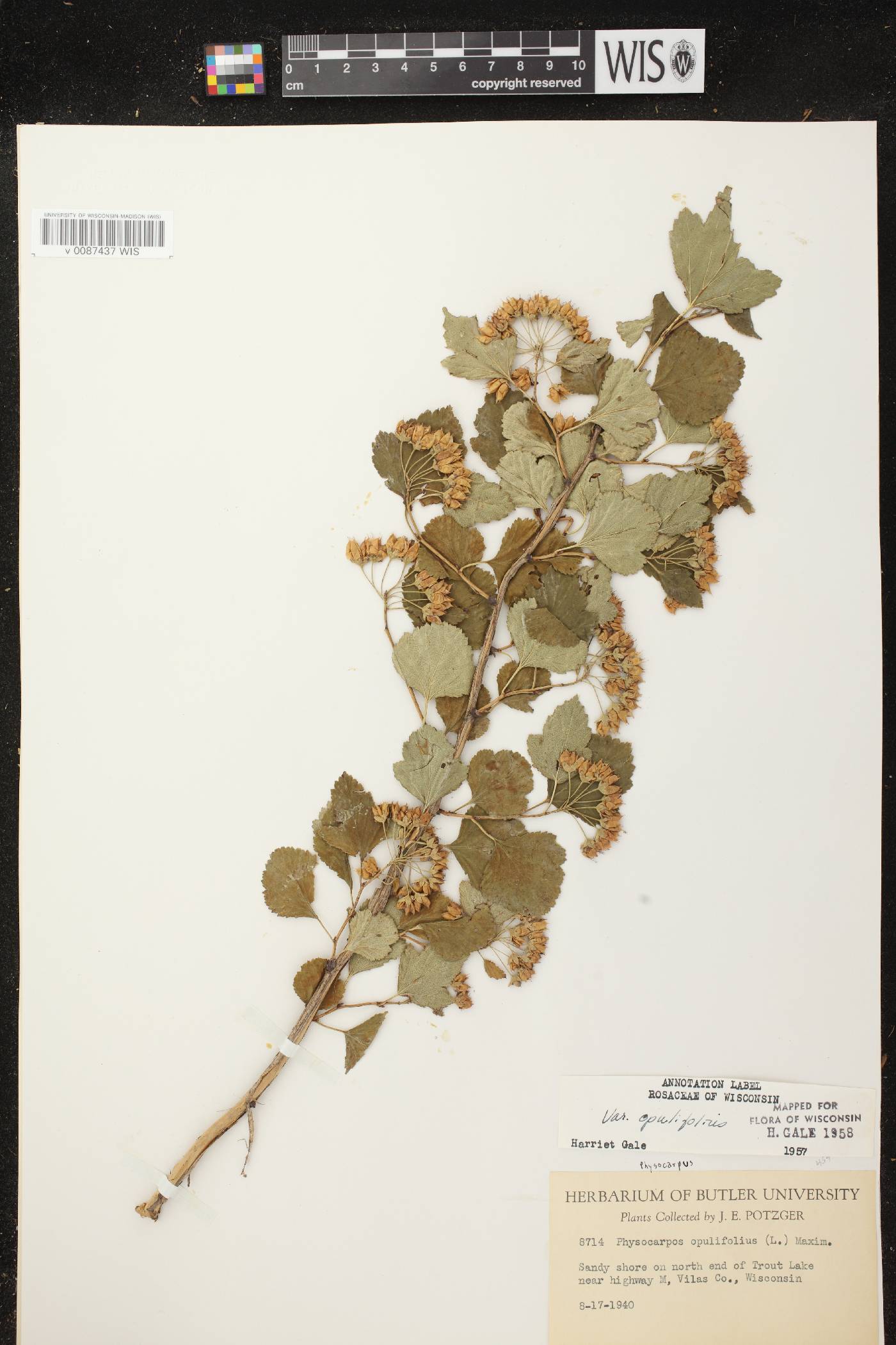 Physocarpus opulifolius image