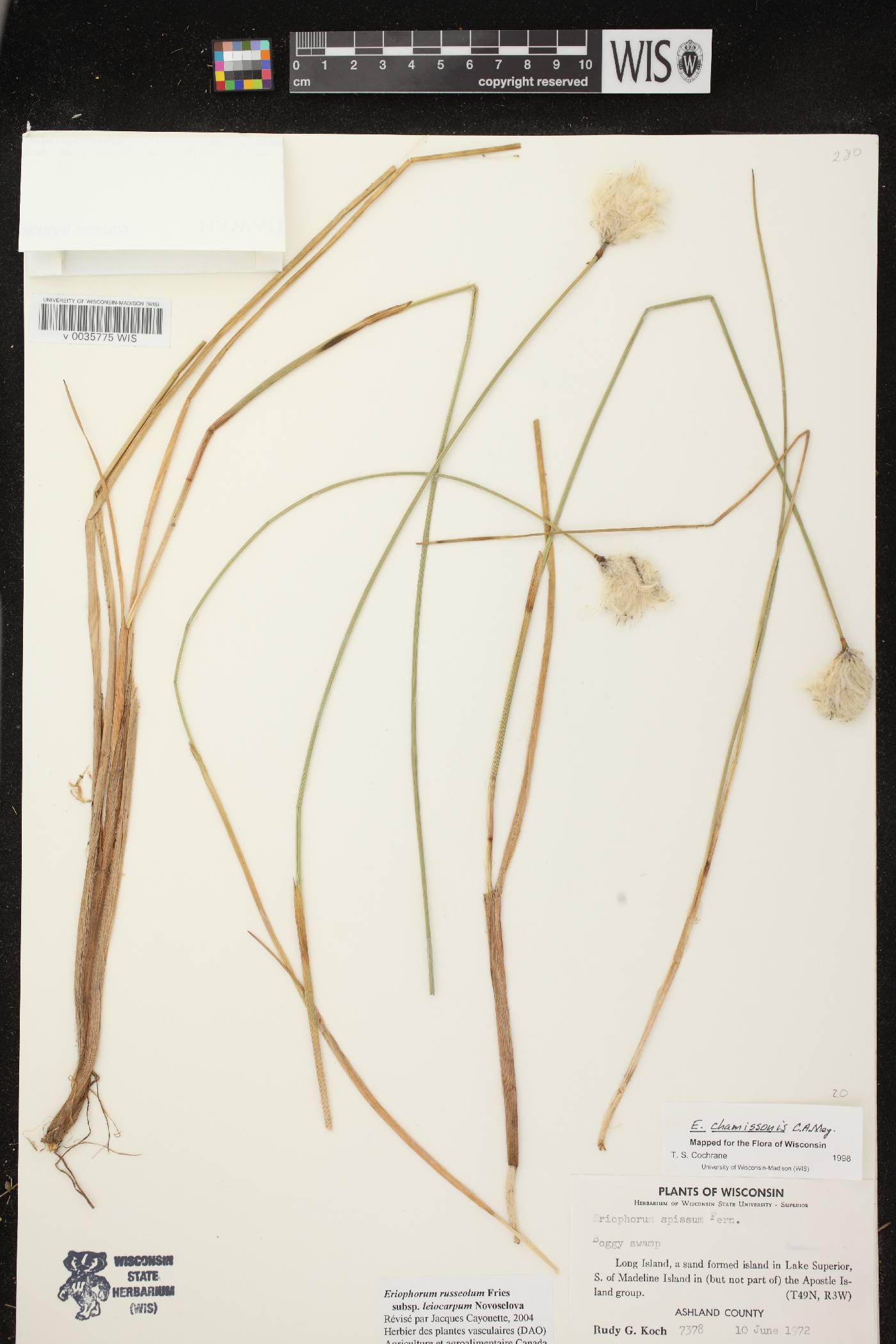 Eriophorum chamissonis image