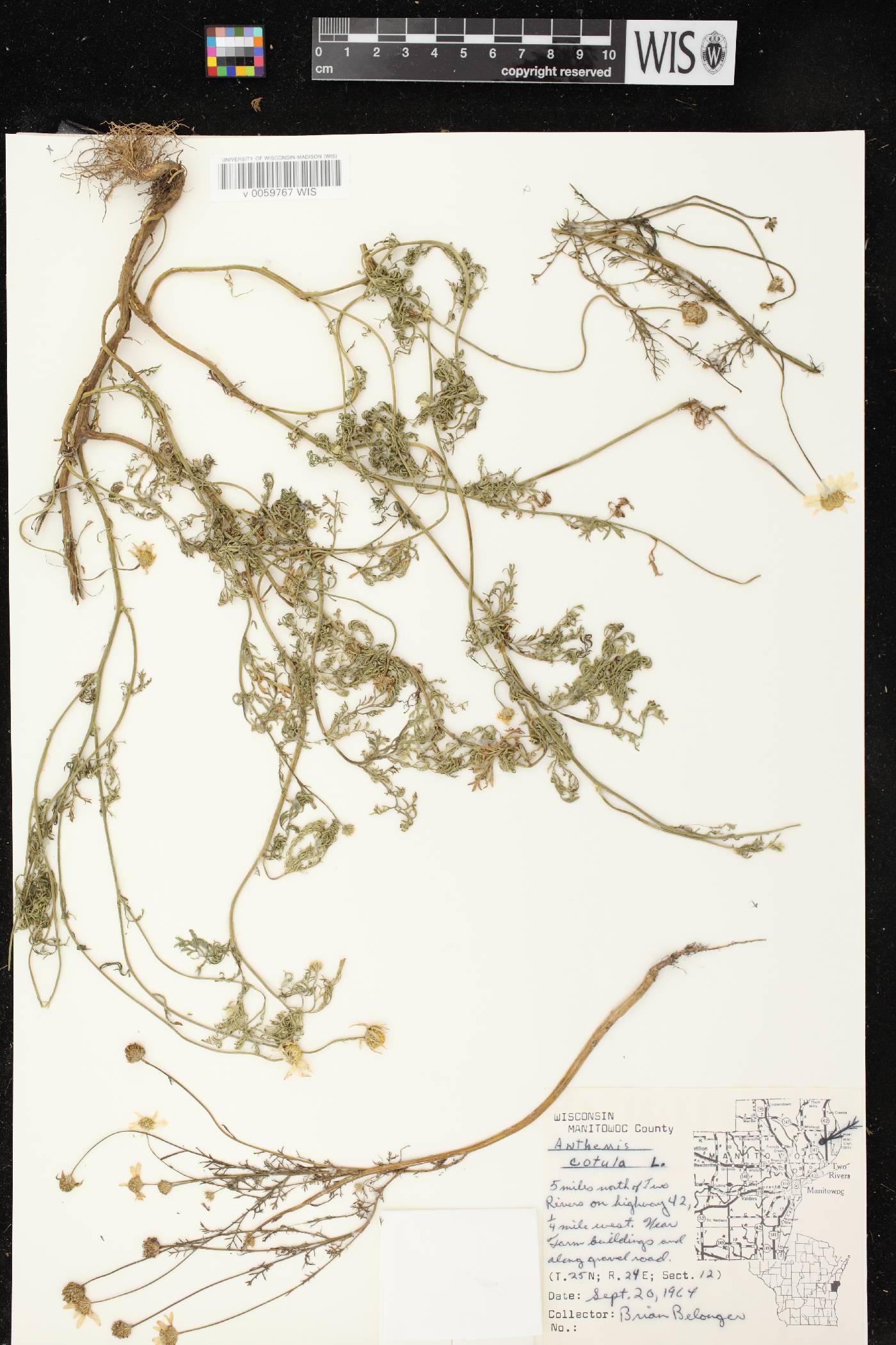 Anthemis cotula image