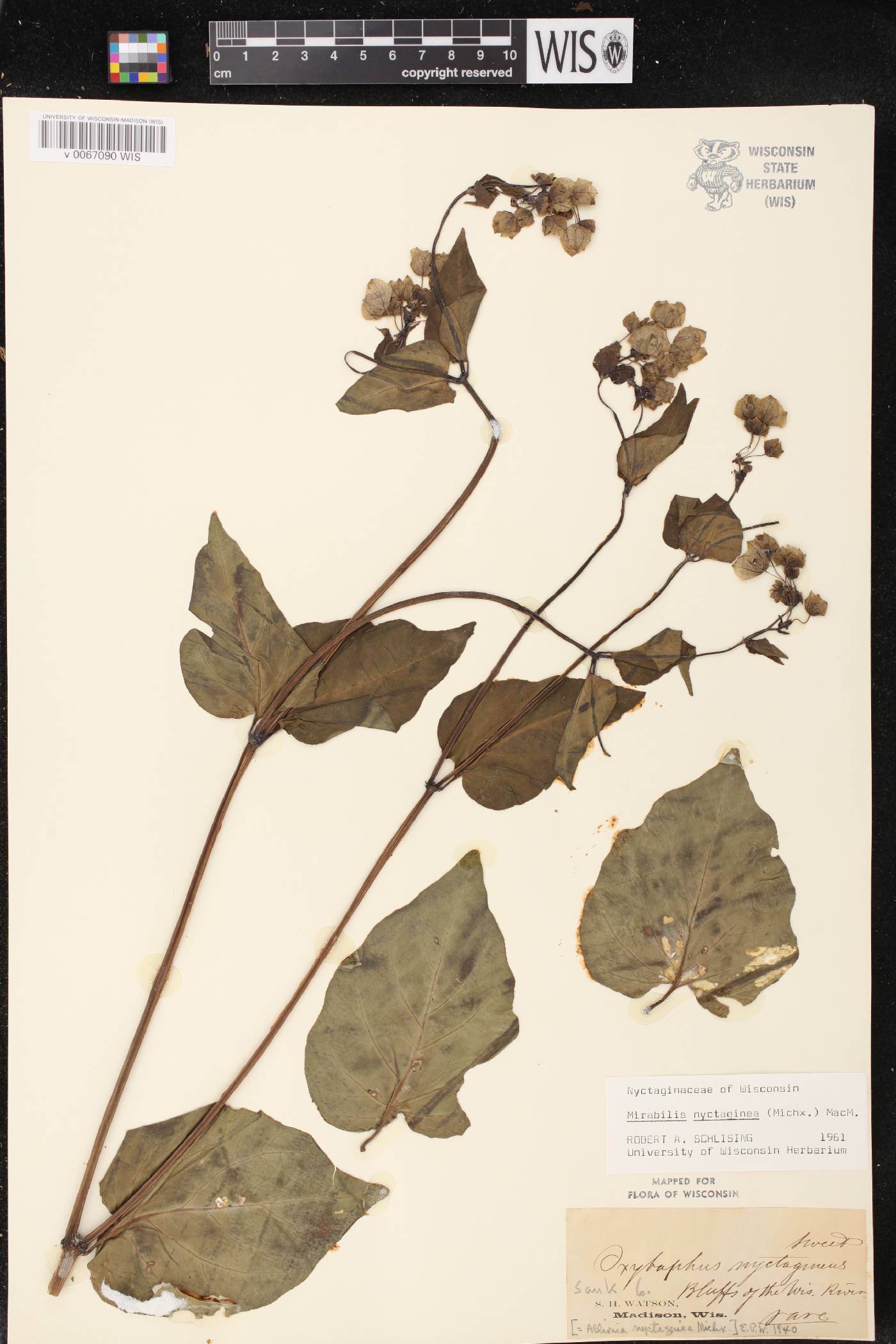 Mirabilis nyctaginea image