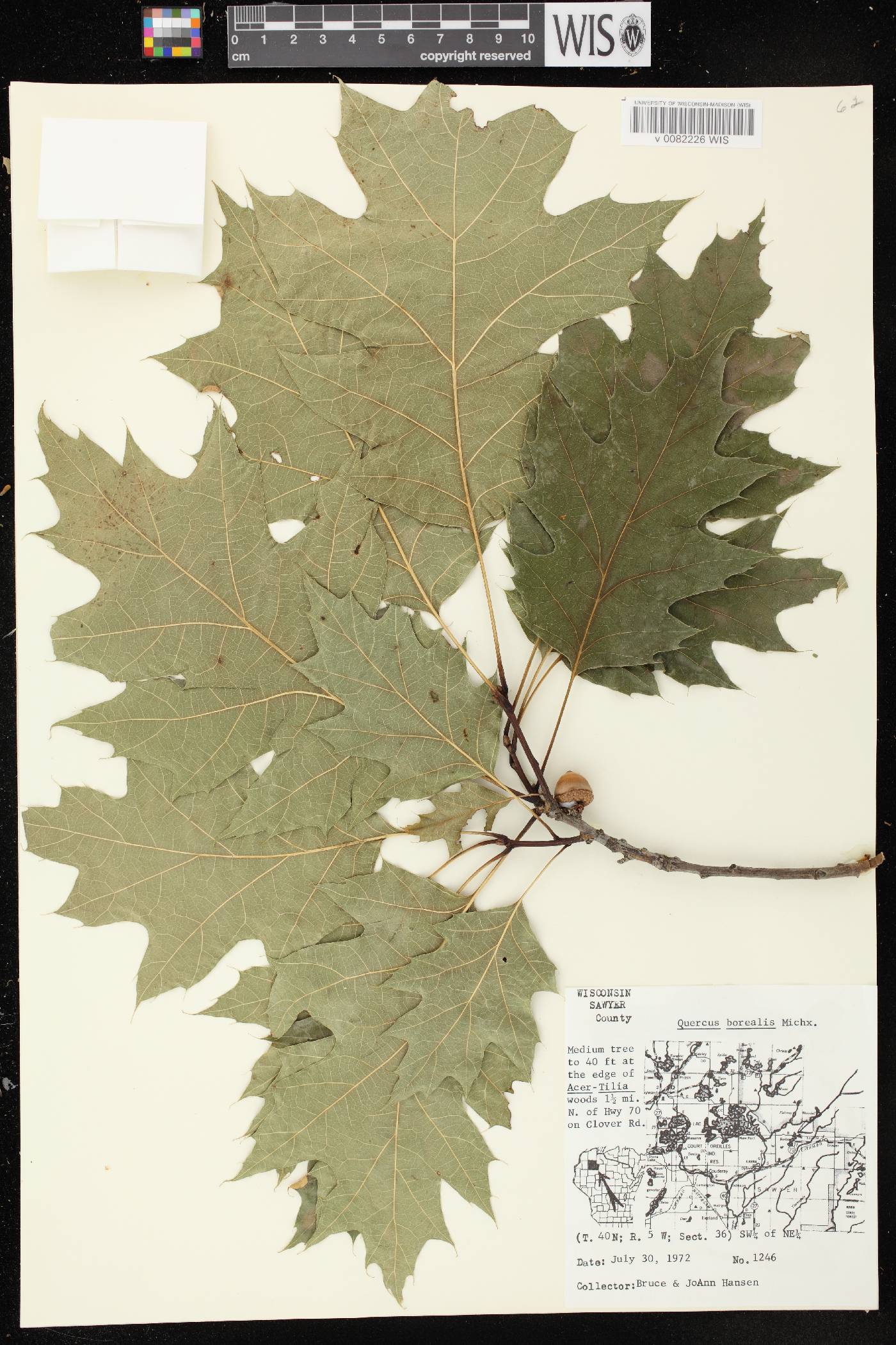 Quercus rubra image