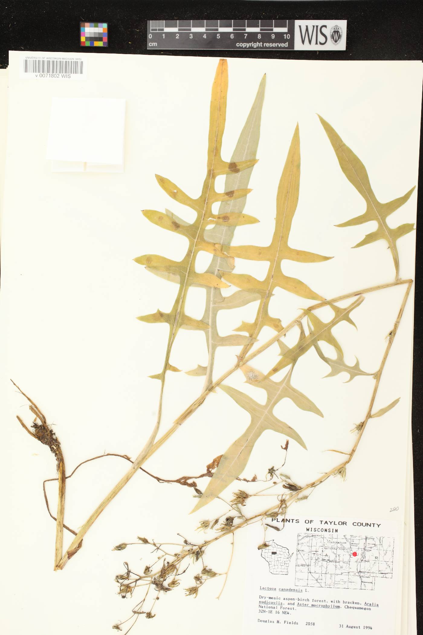 Lactuca canadensis image