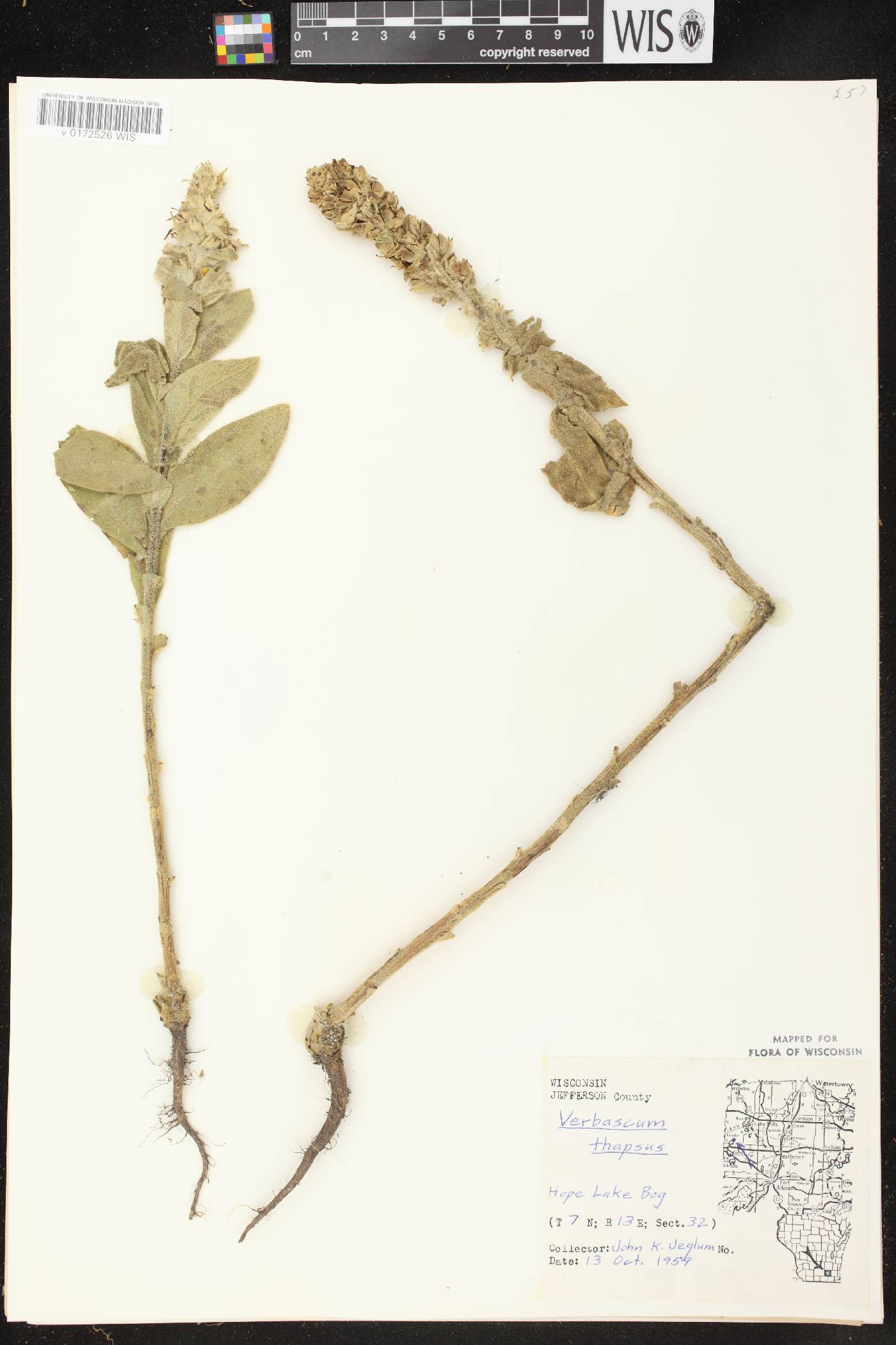 Verbascum thapsus image
