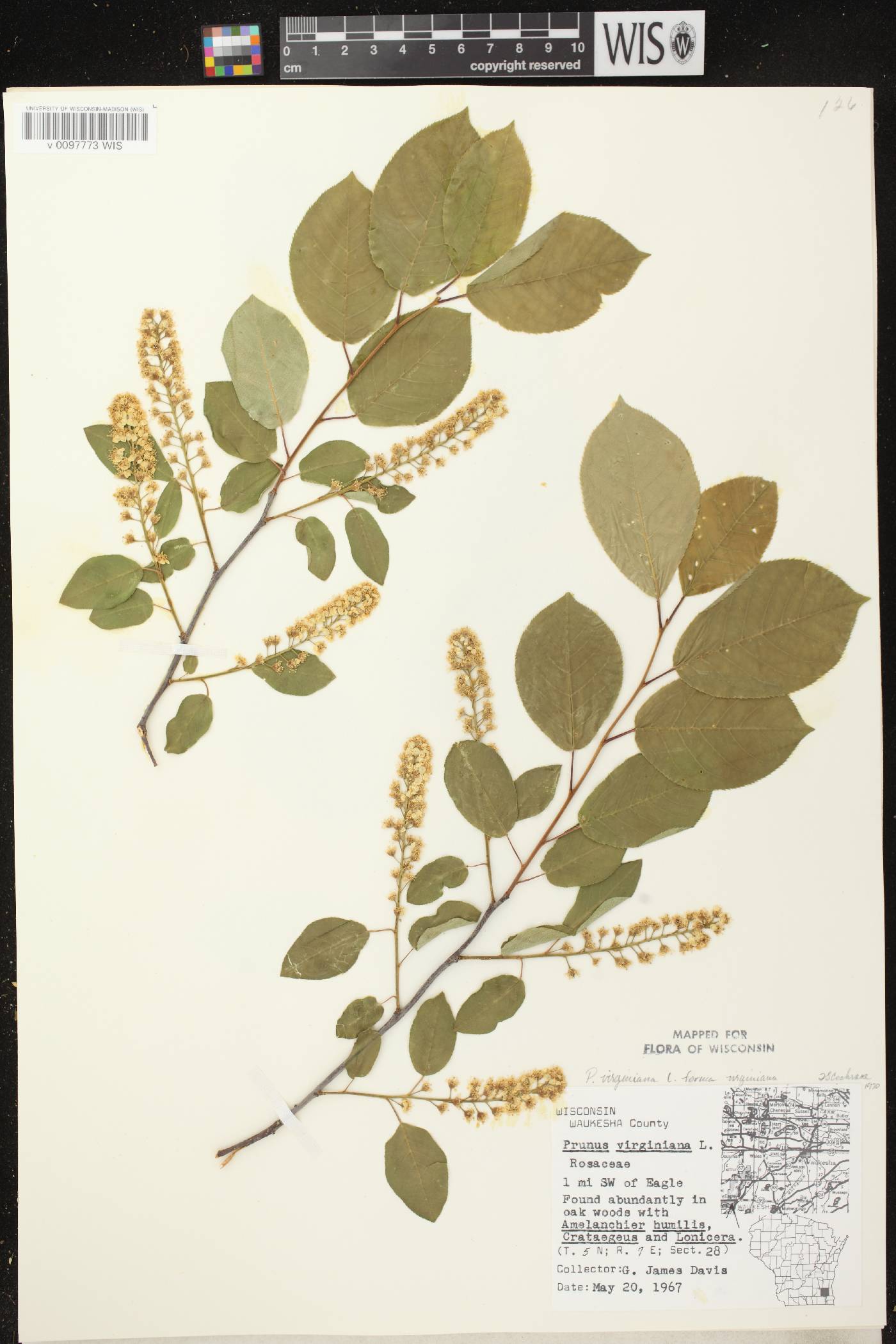 Prunus virginiana image