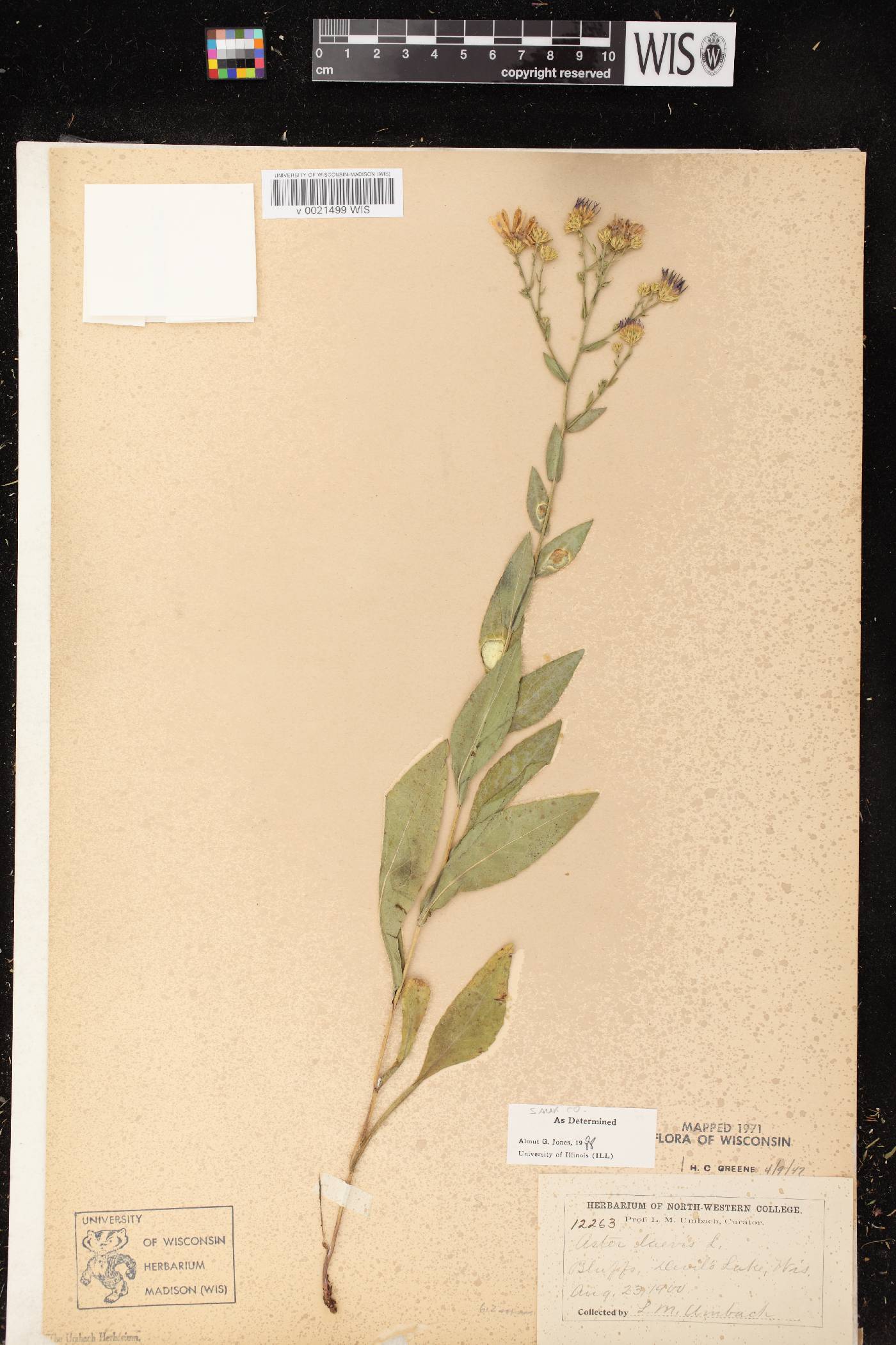 Symphyotrichum laeve image