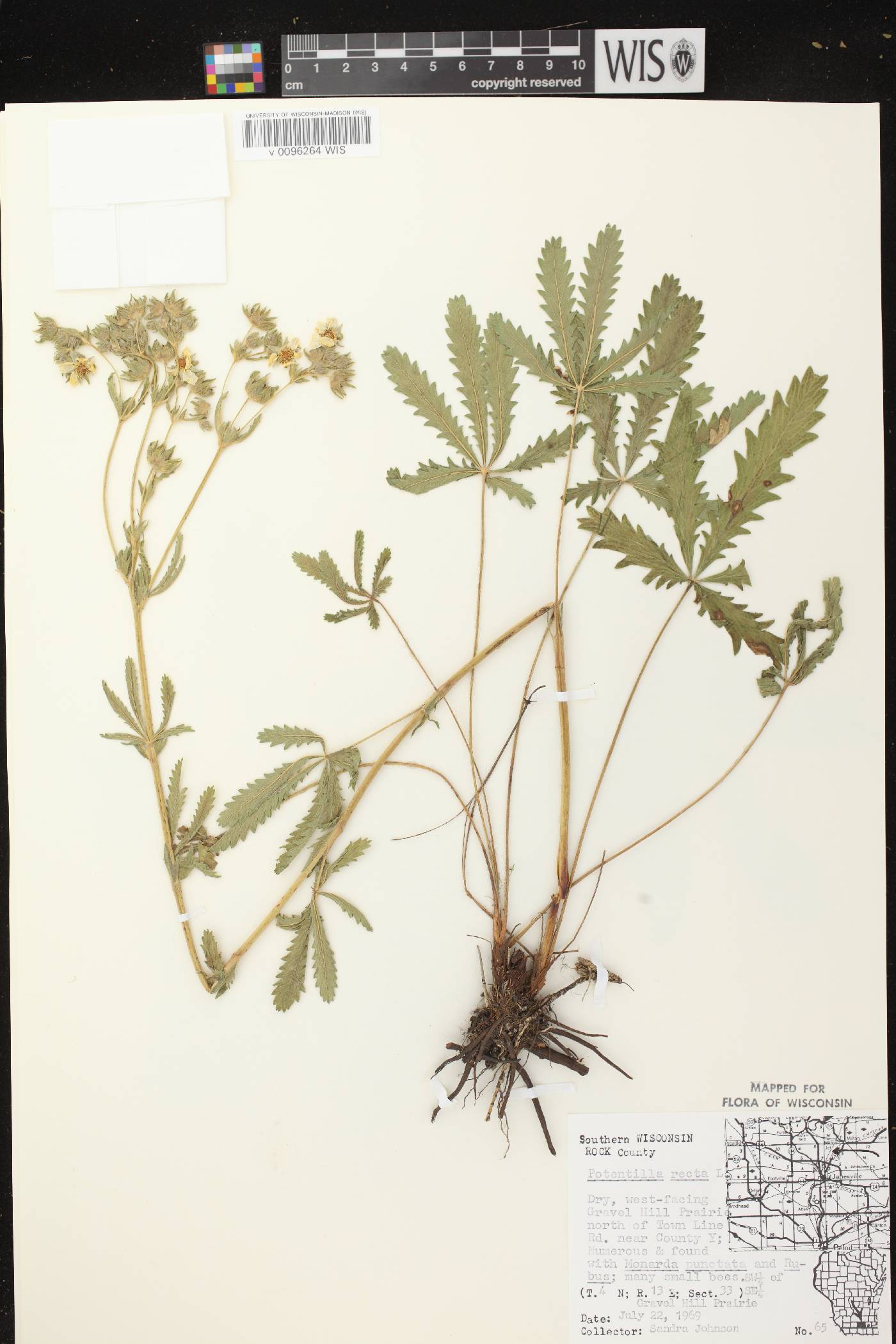 Potentilla recta image