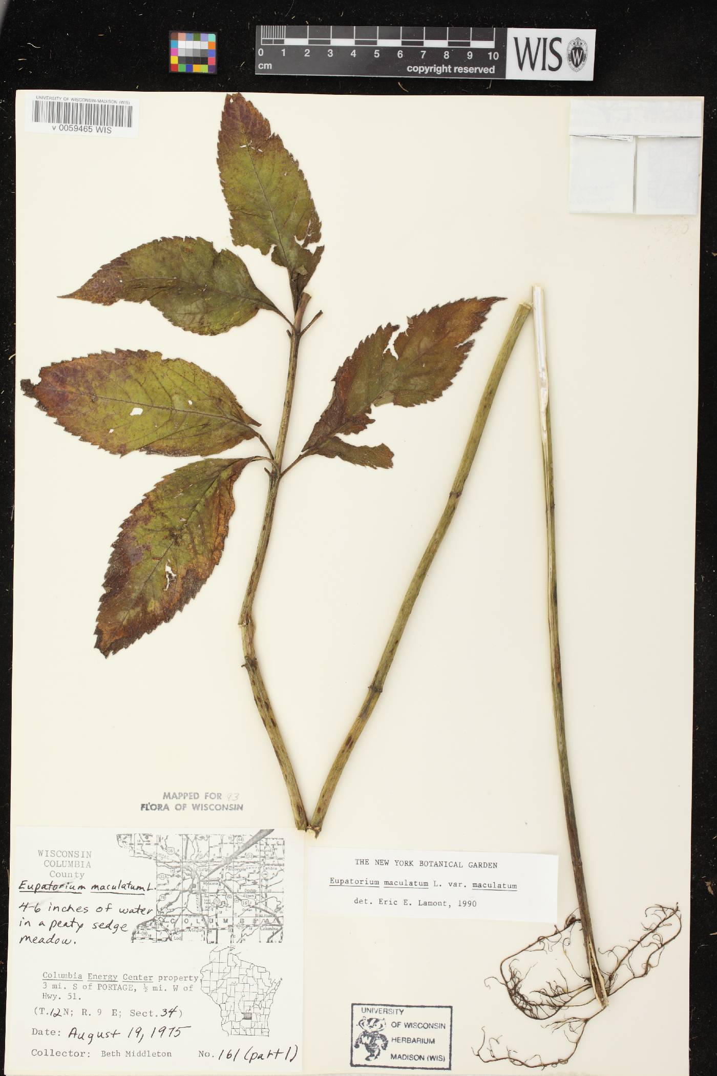 Eutrochium maculatum var. maculatum image