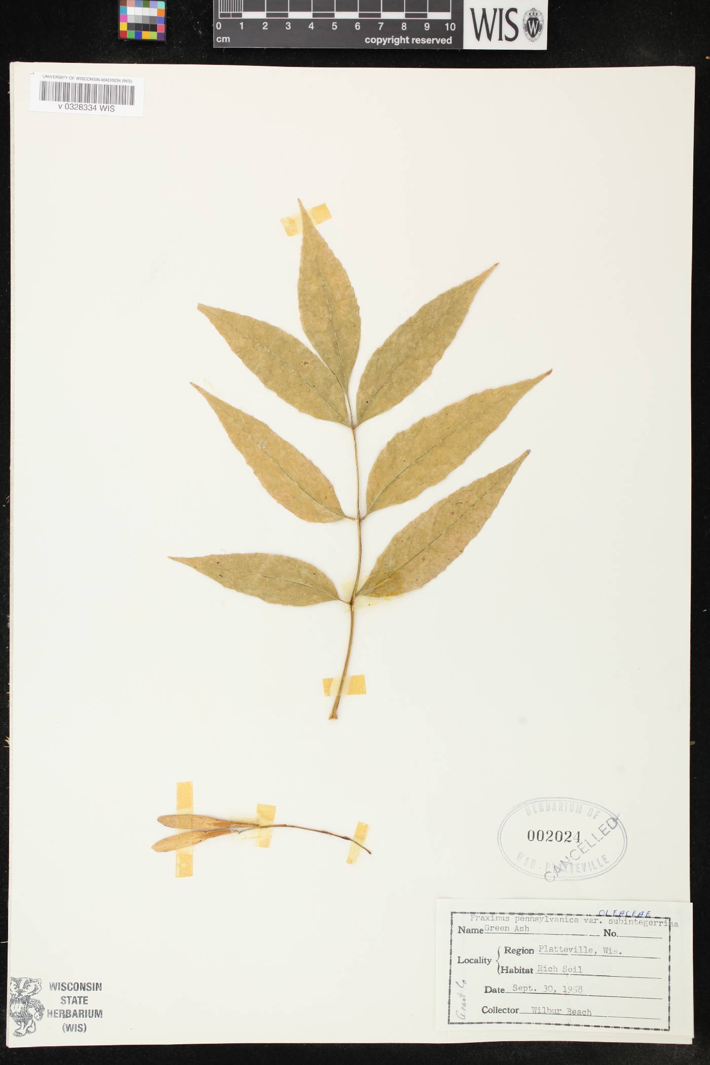 Fraxinus pennsylvanica image