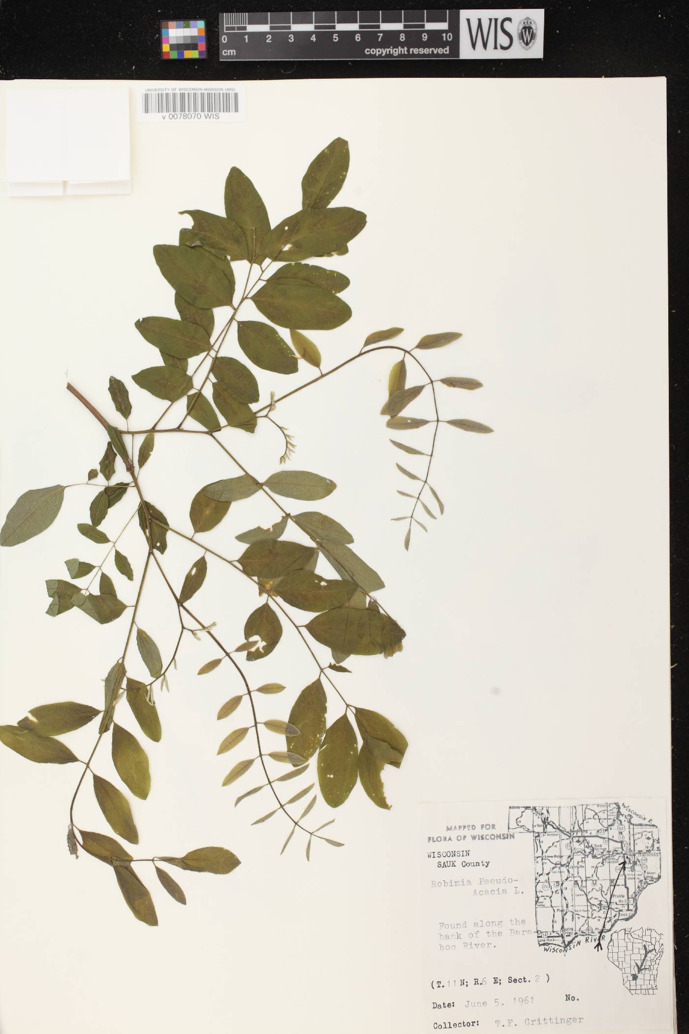 Robinia pseudoacacia image