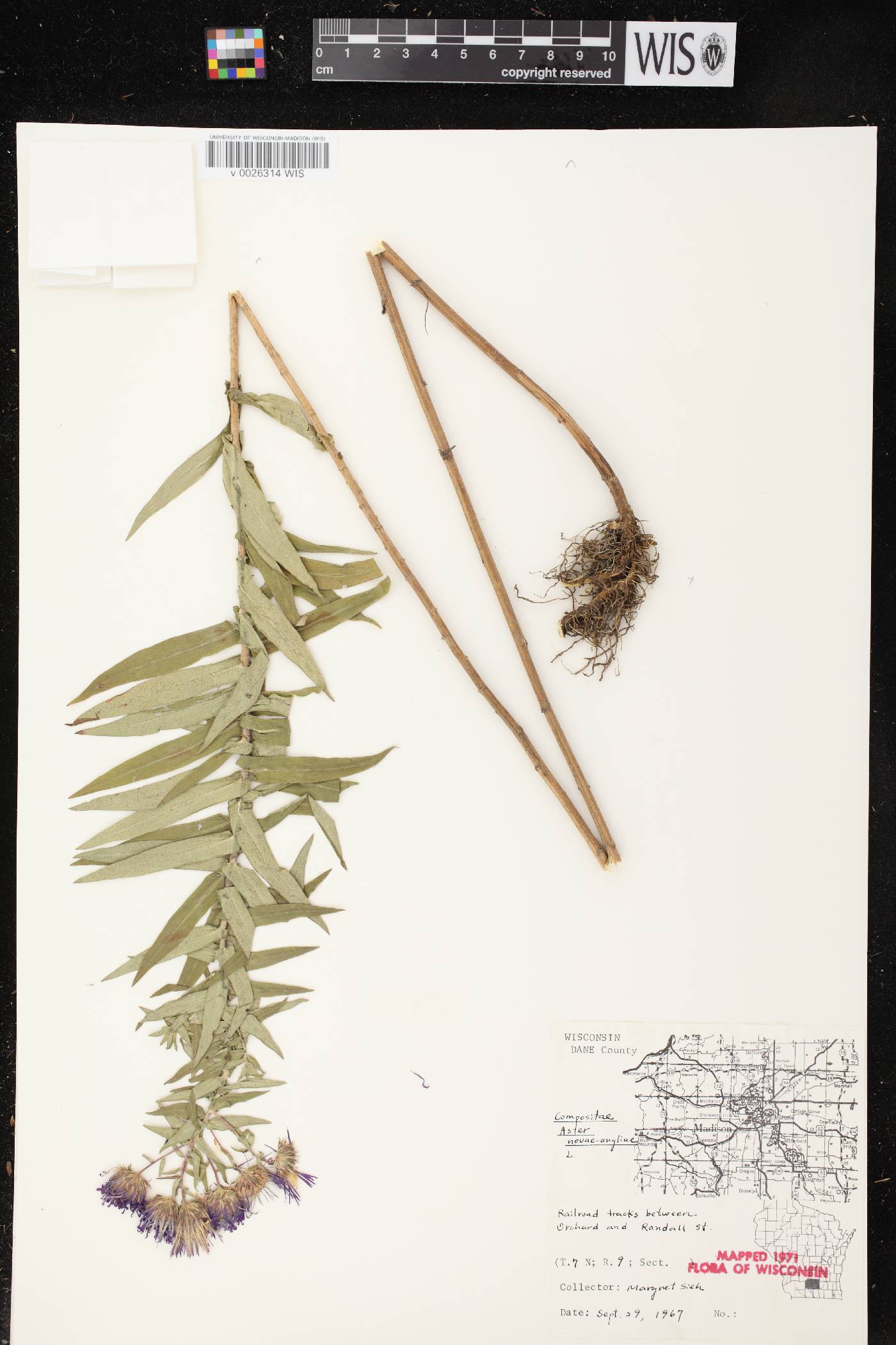 Symphyotrichum novae-angliae image