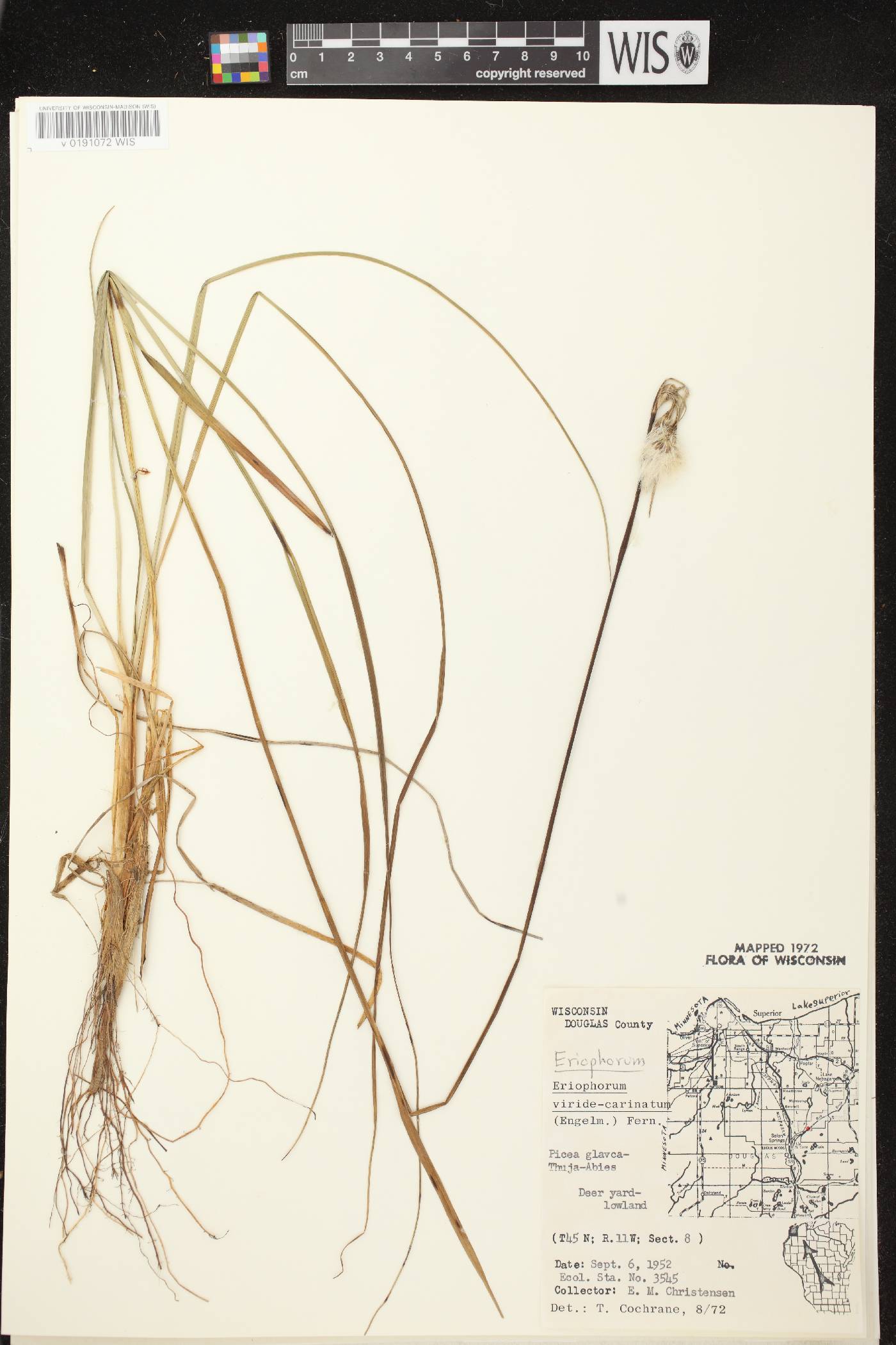 Eriophorum viridicarinatum image