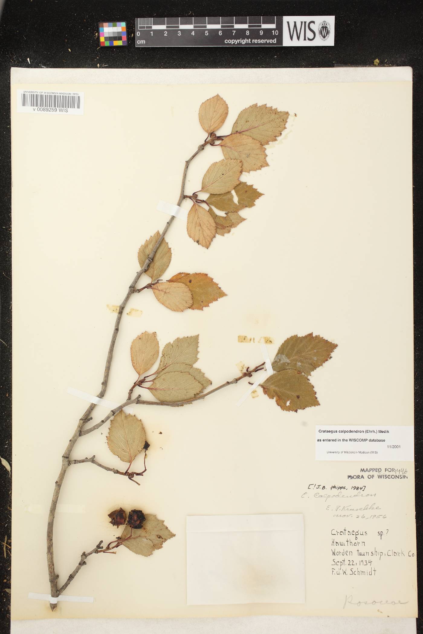 Crataegus calpodendron image