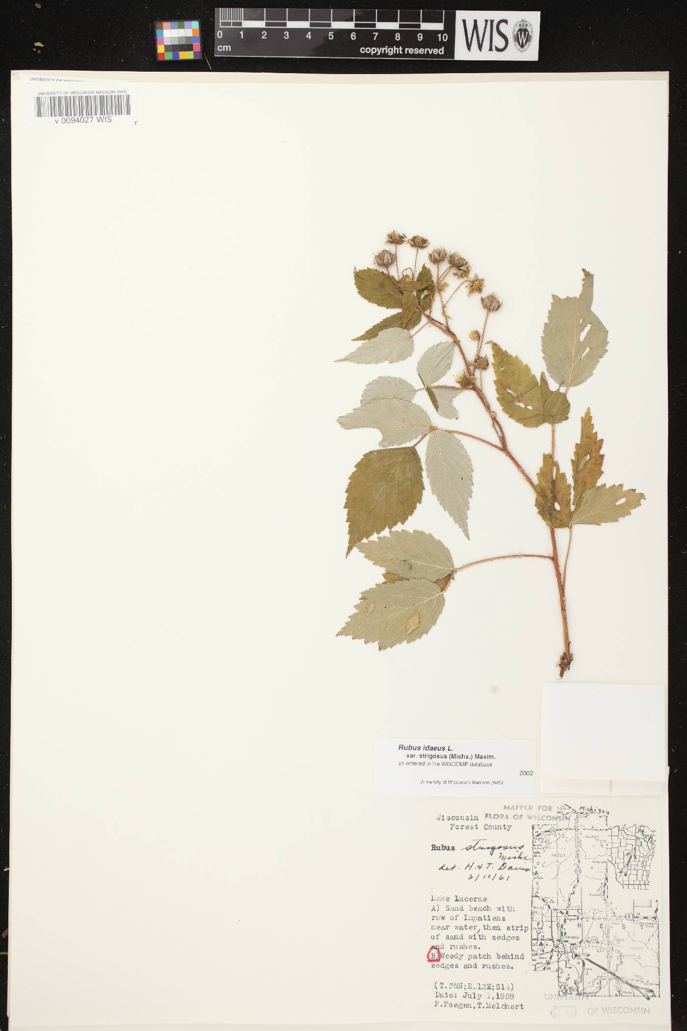 Rubus idaeus subsp. strigosus image