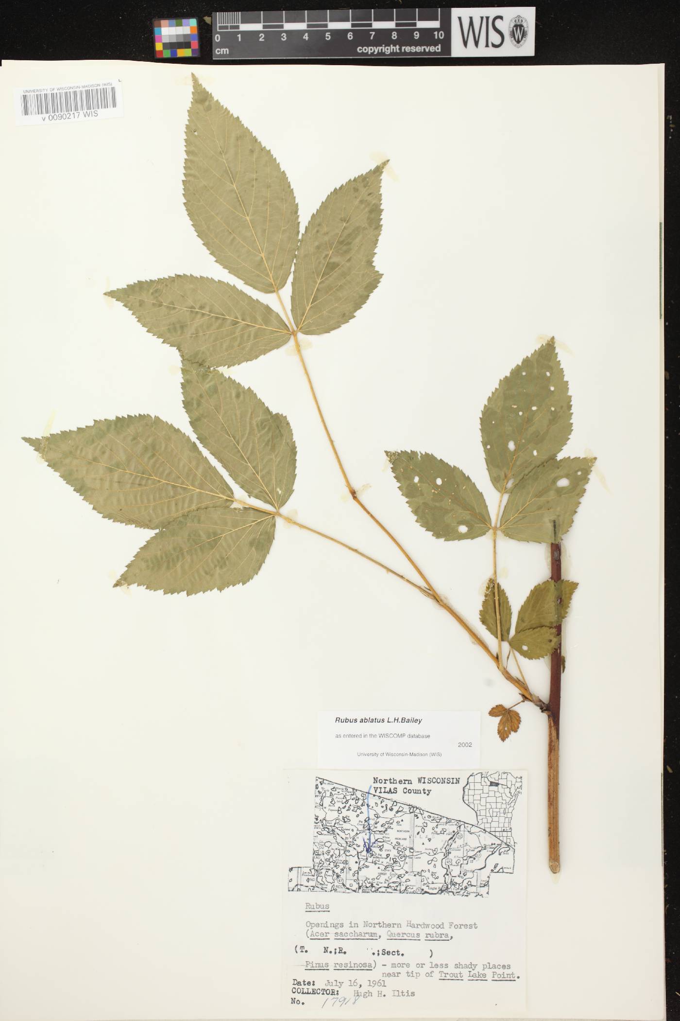 Rubus pensilvanicus image