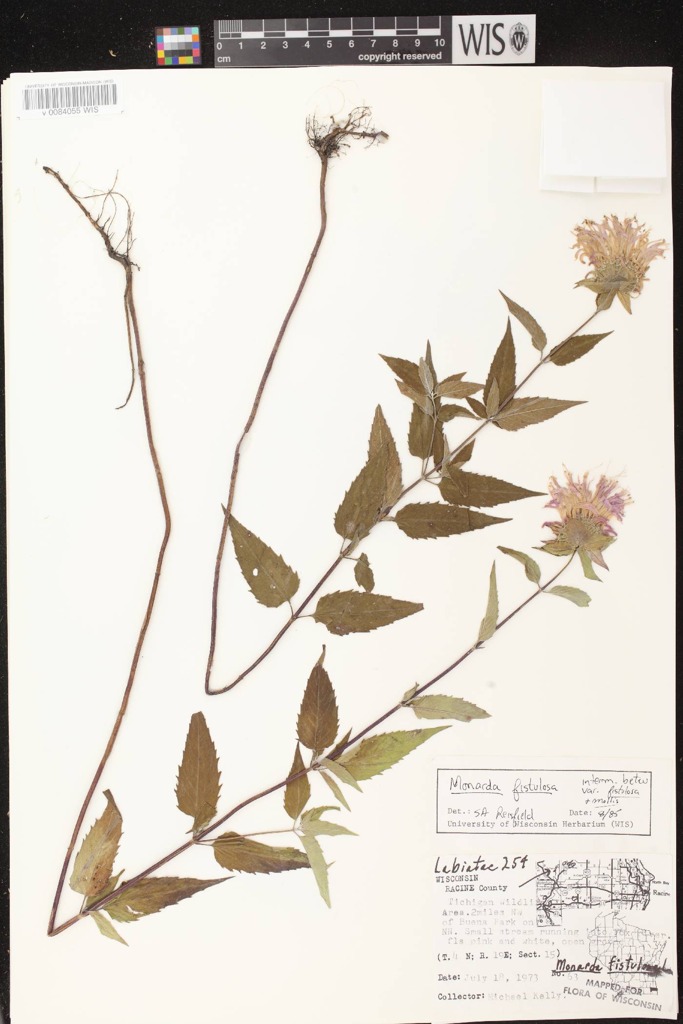 Monarda fistulosa subsp. fistulosa image