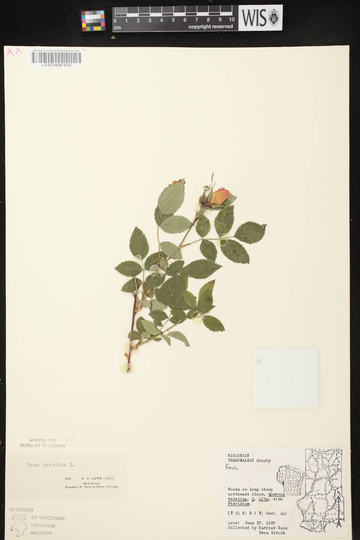 Rosa carolina image