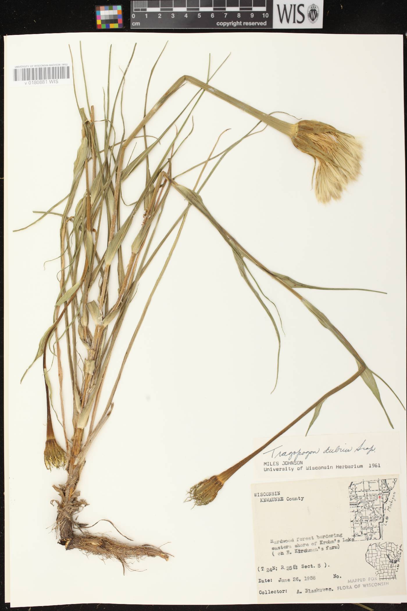 Tragopogon dubius image