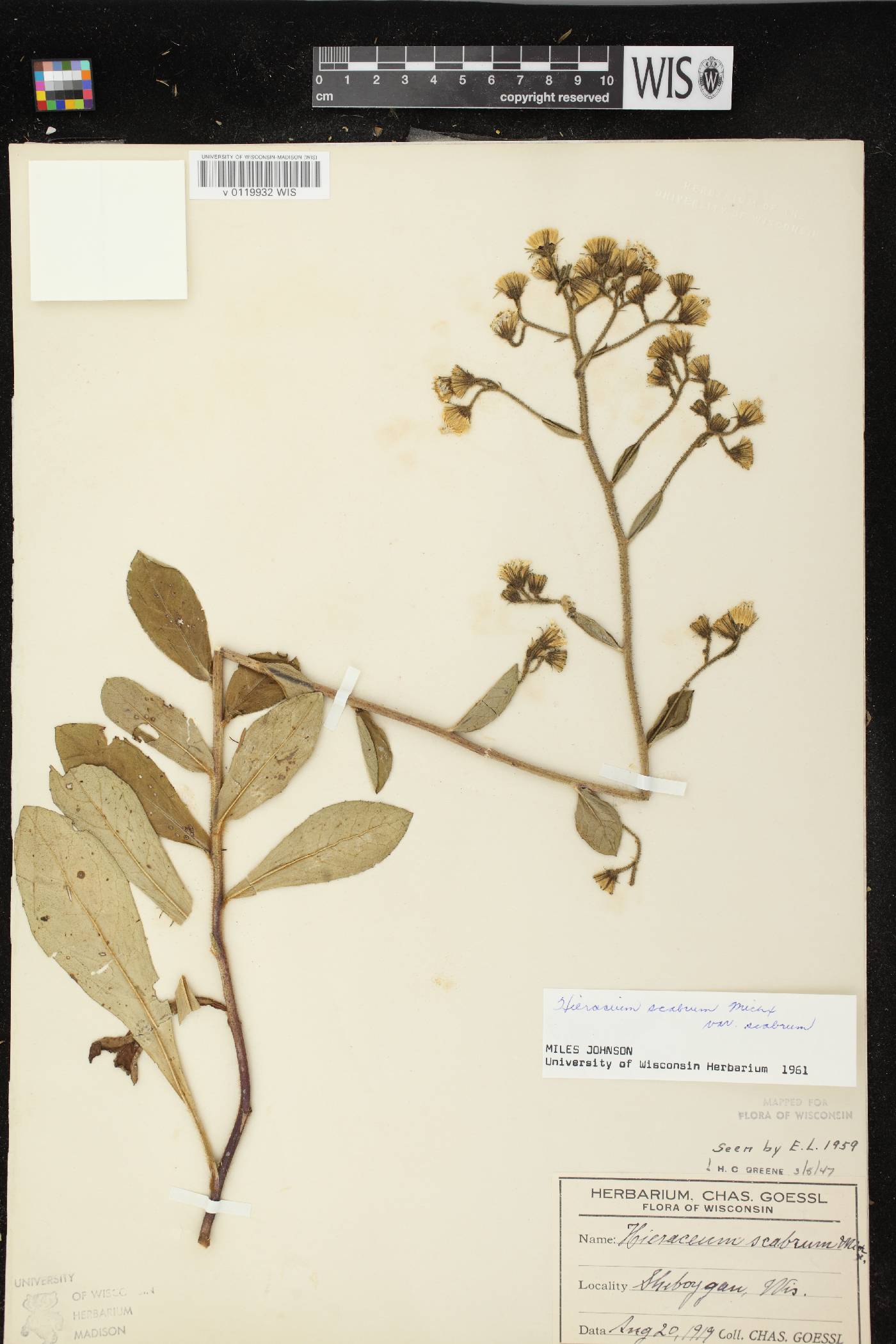 Hieracium scabrum image
